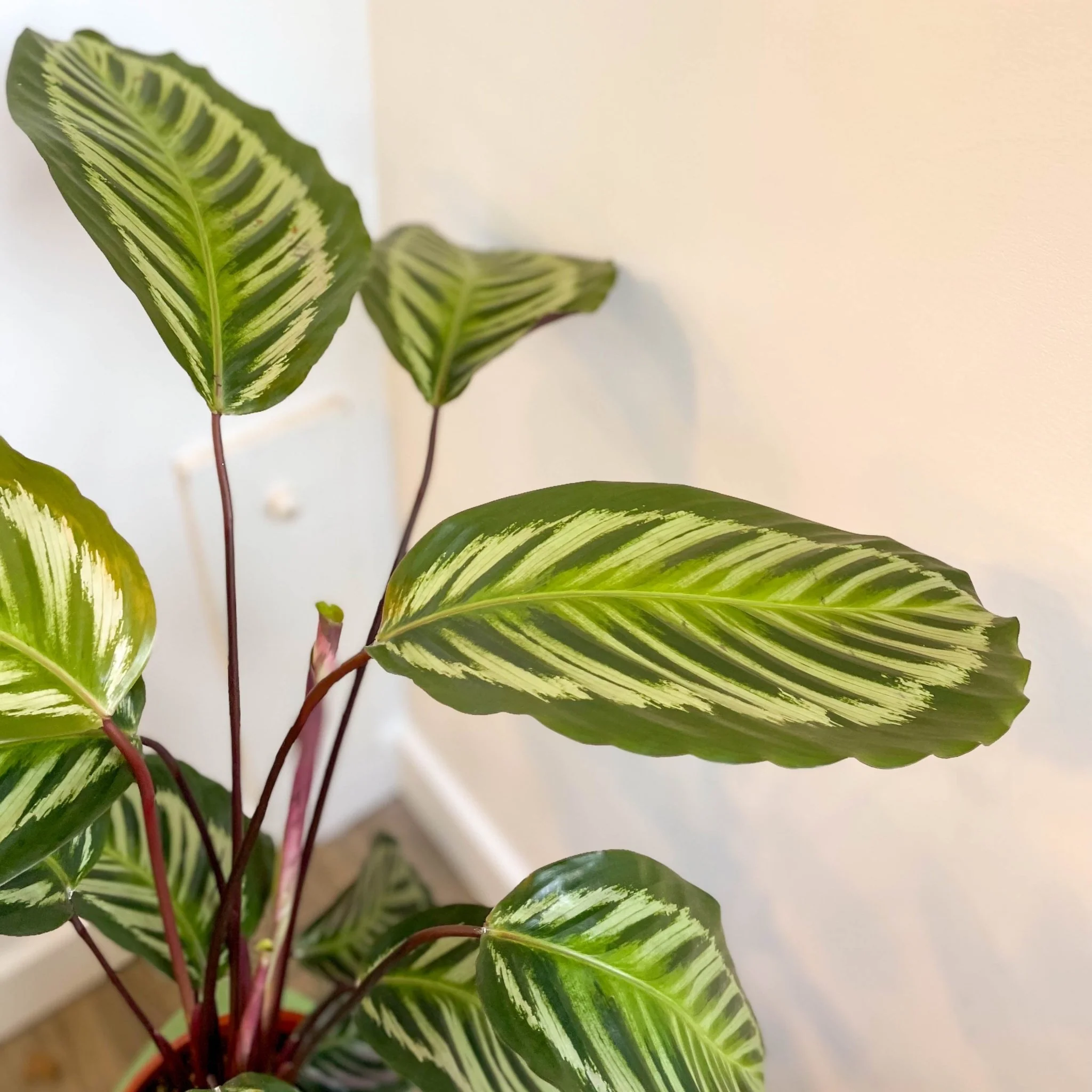 Calathea roseopicta - Image 12