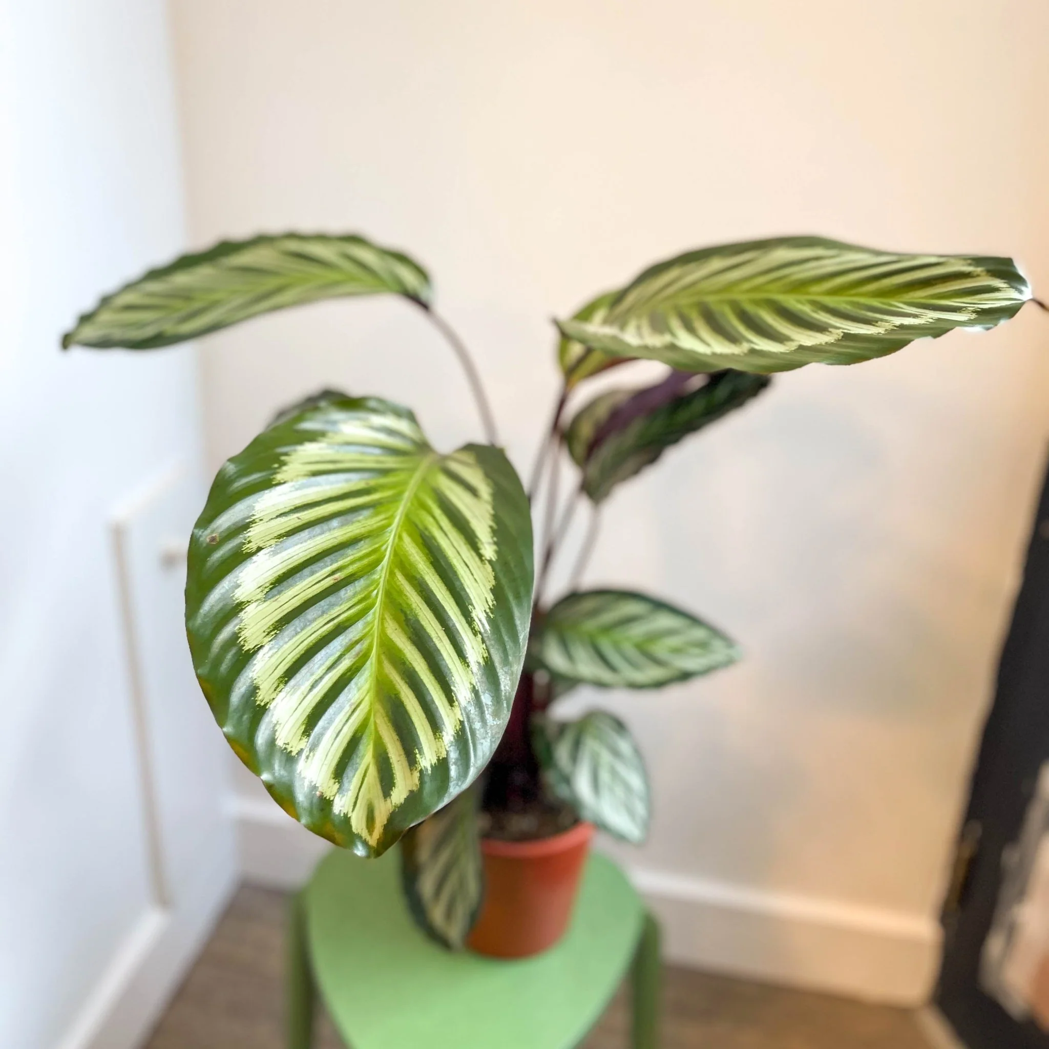 Calathea roseopicta - Image 2