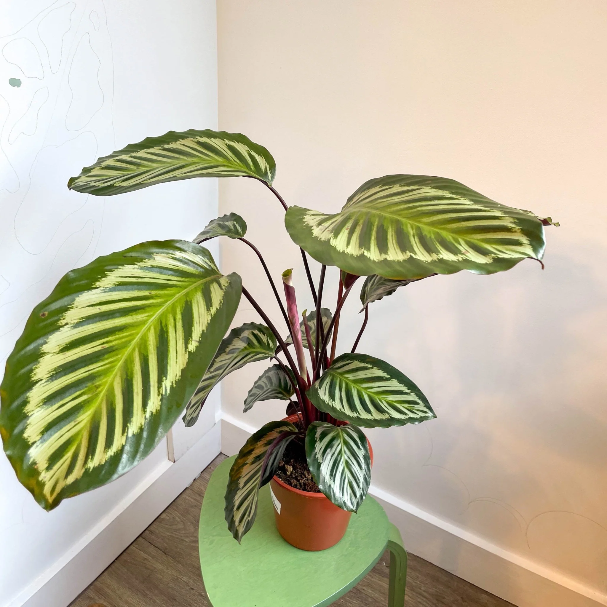 Calathea roseopicta - Image 3