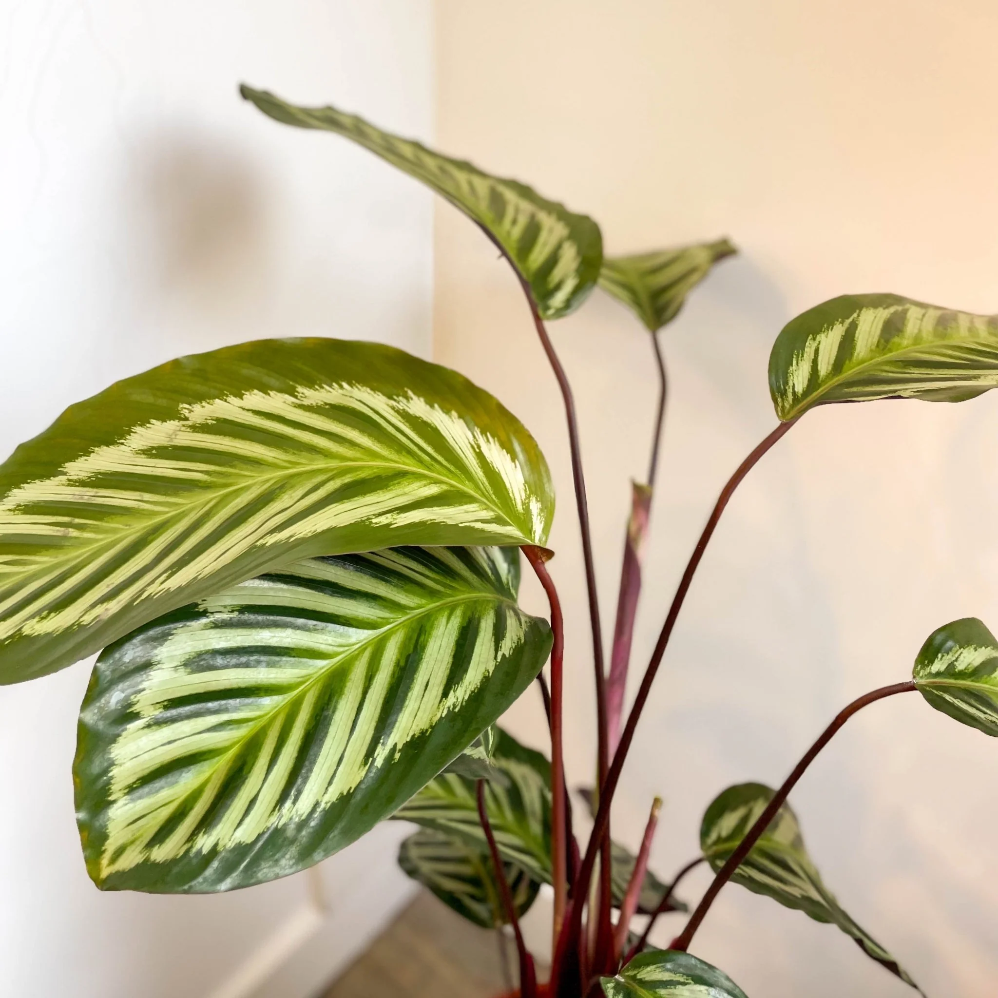 Calathea roseopicta - Image 4
