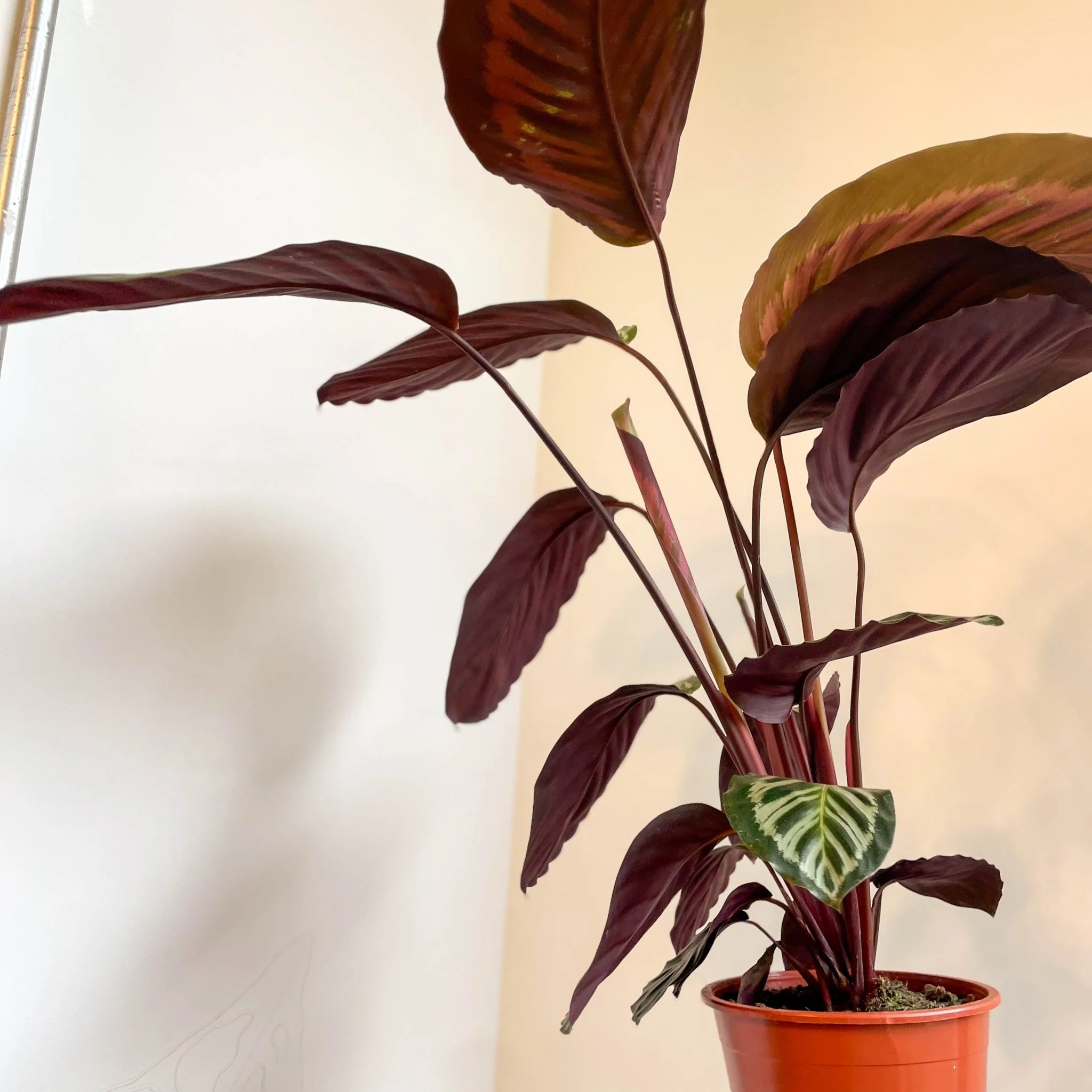 Calathea roseopicta - Image 5