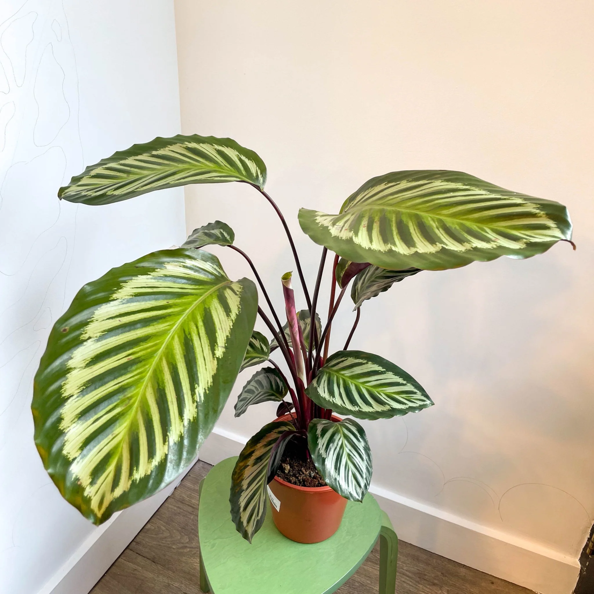 Calathea roseopicta - Image 6