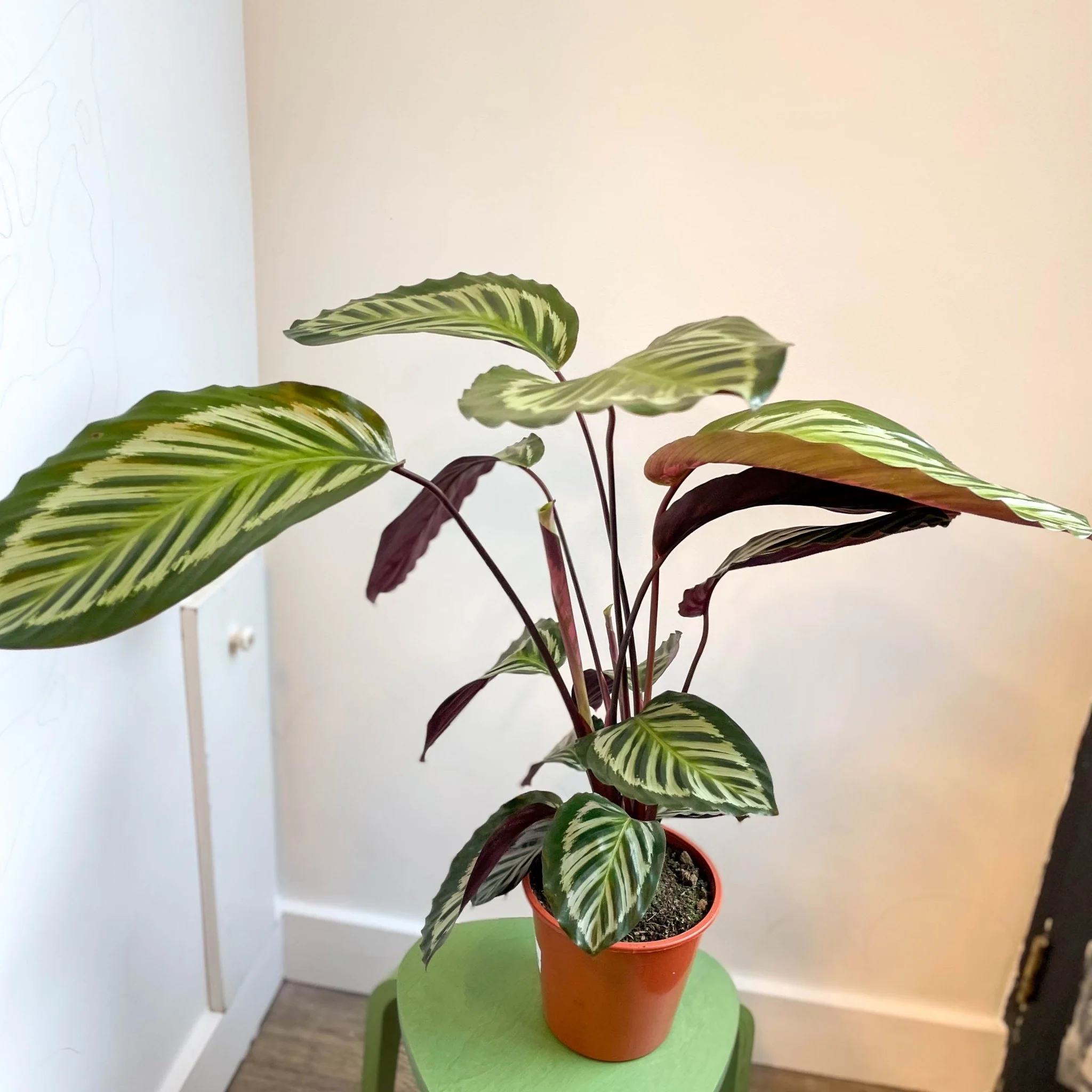 Calathea roseopicta - Image 7