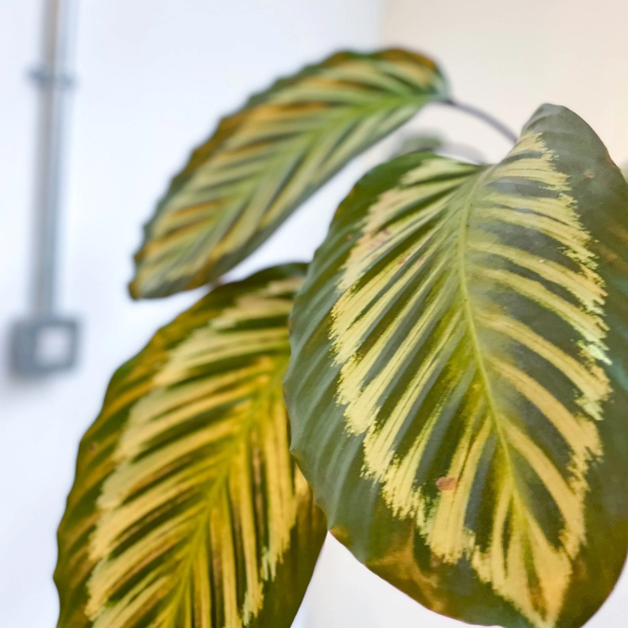 Calathea roseopicta - Image 8