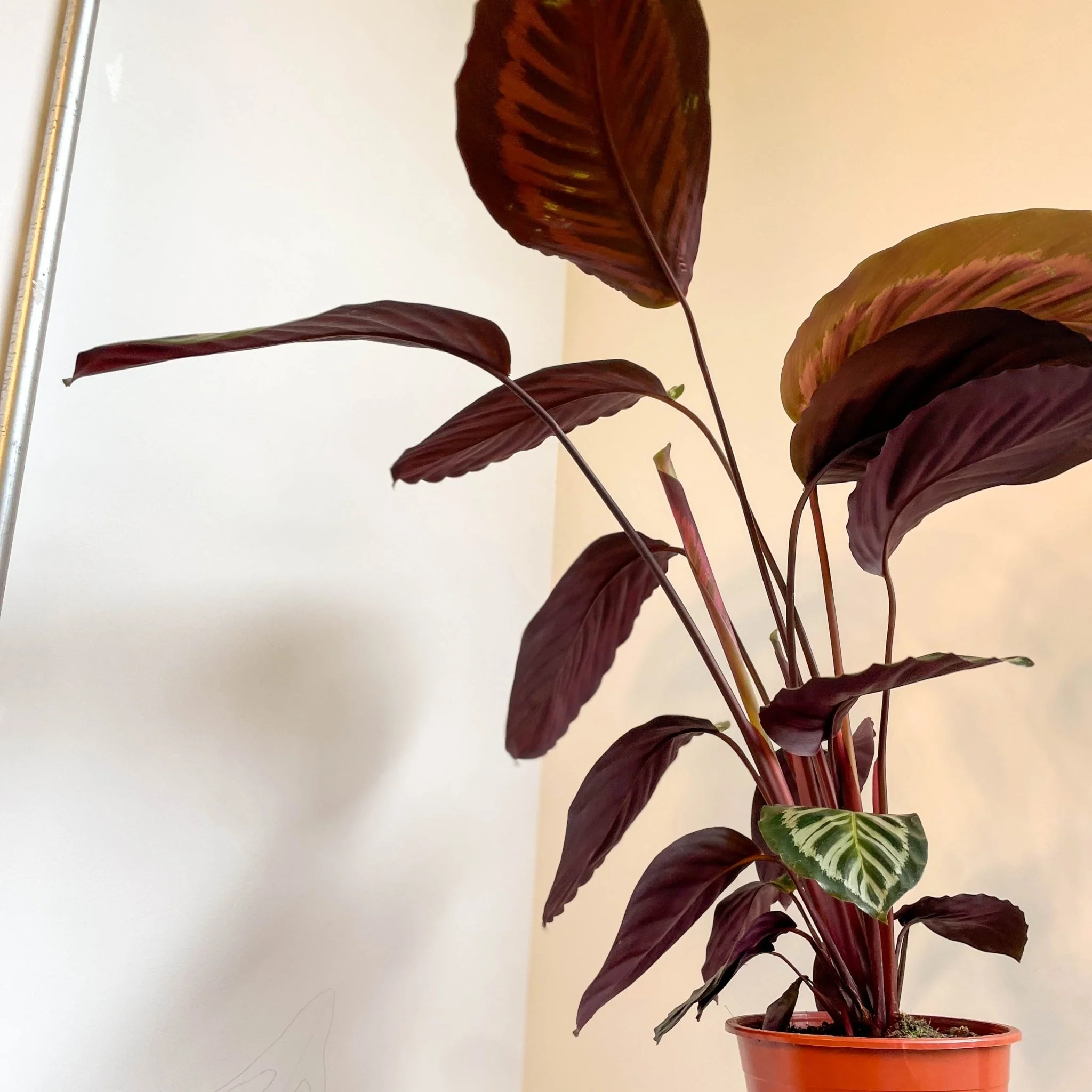Calathea roseopicta - Image 9
