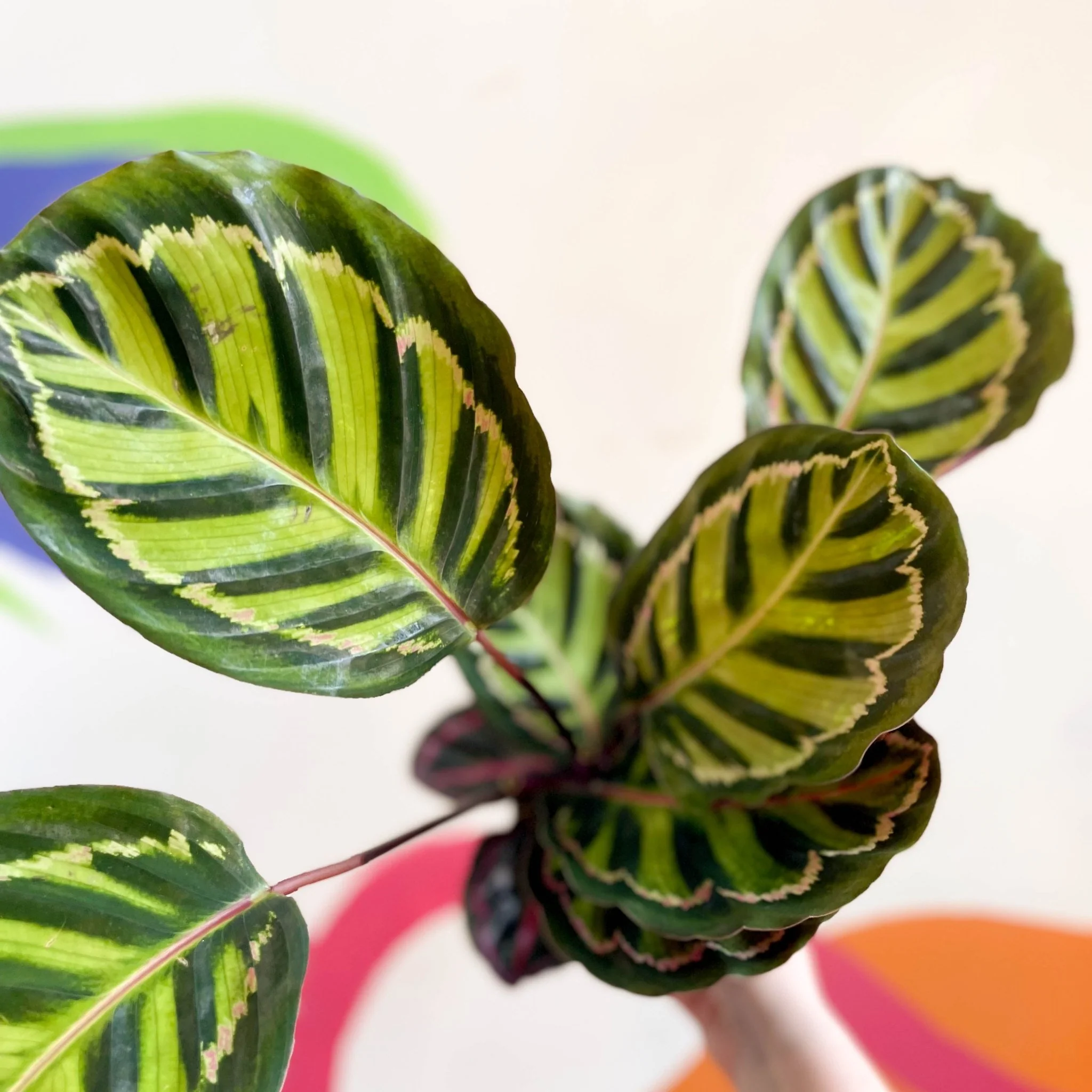 Calathea roseopicta 'Cora'