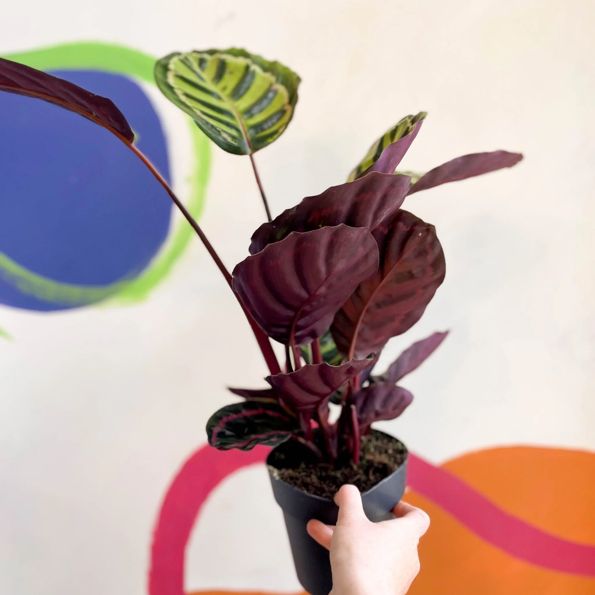 Calathea roseopicta 'Cora' - Image 2