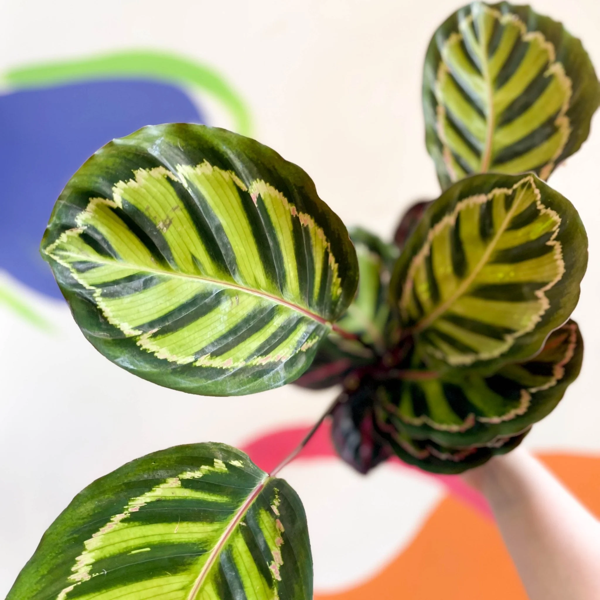 Calathea roseopicta 'Cora' - Image 3