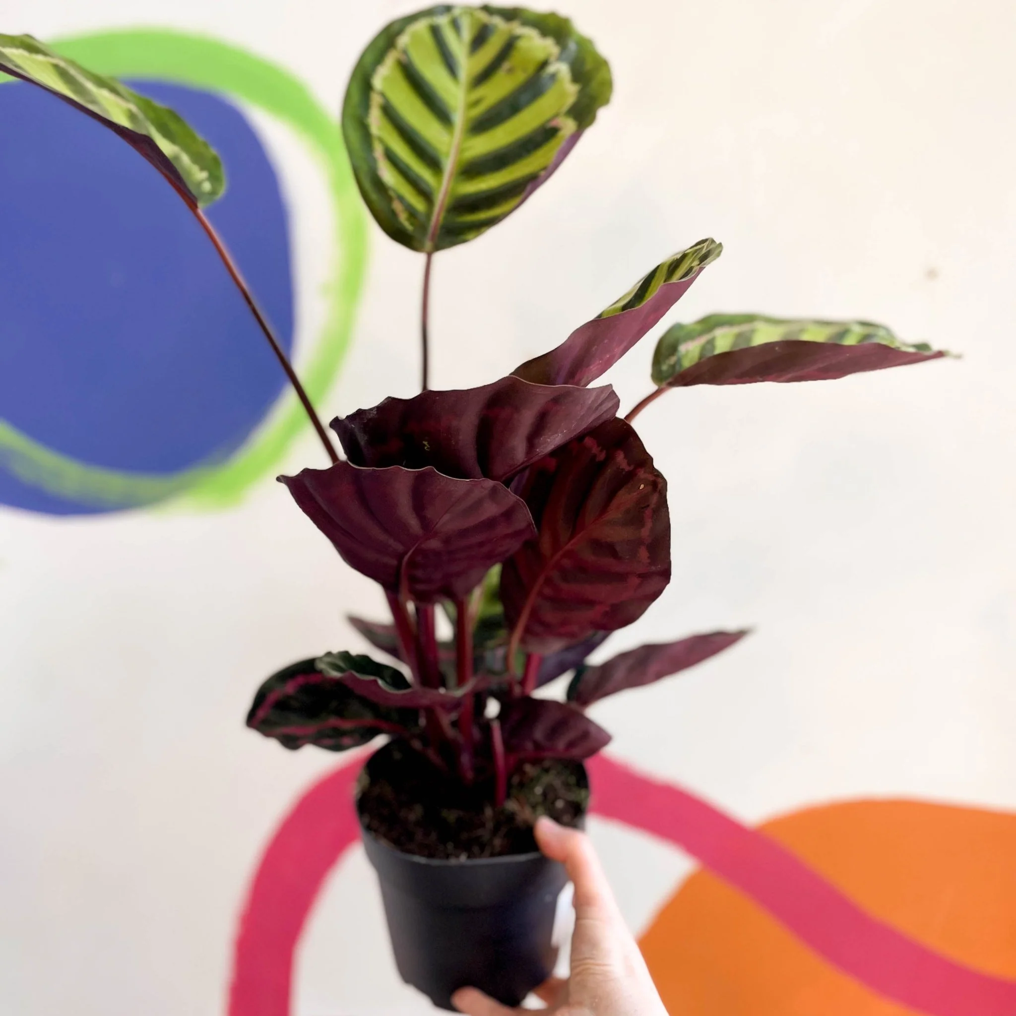 Calathea roseopicta 'Cora' - Image 4