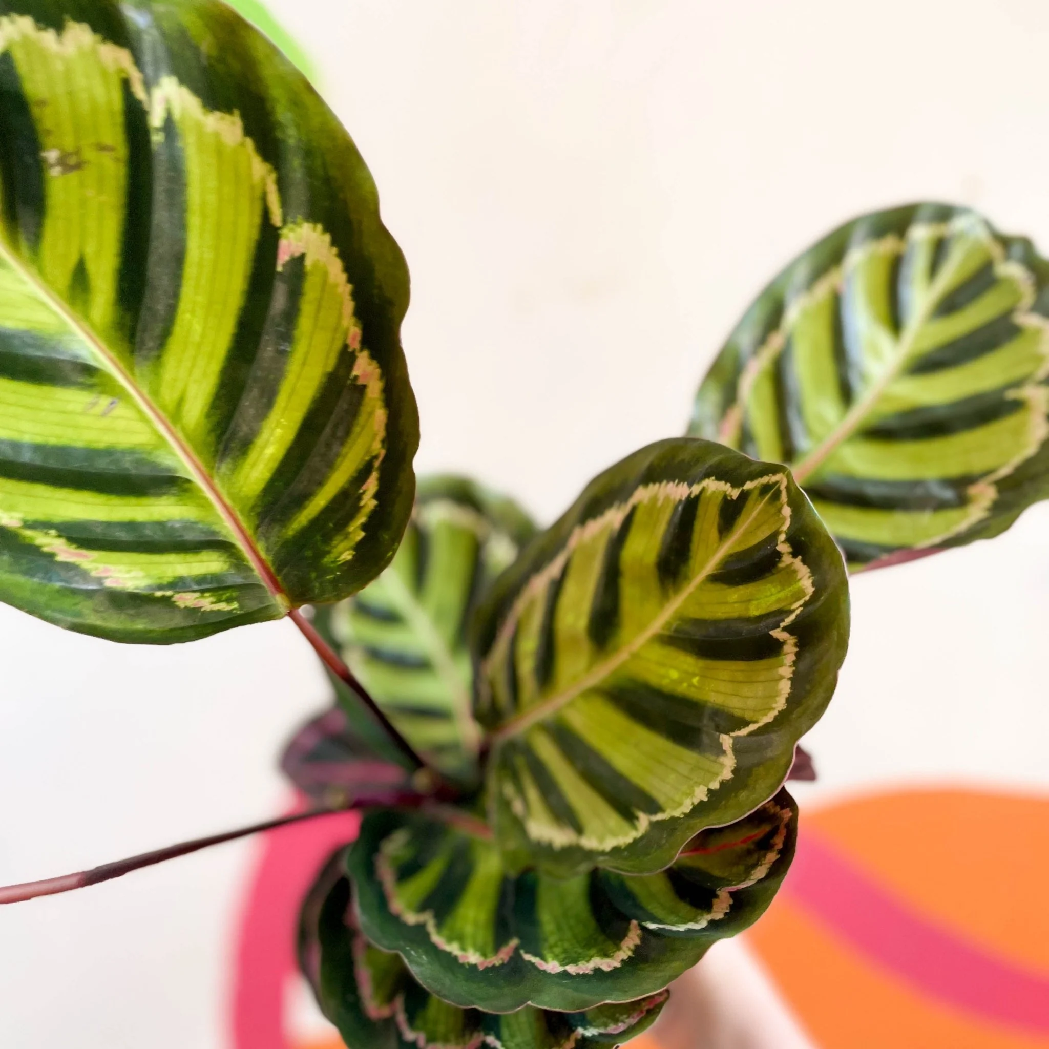Calathea roseopicta 'Cora' - Image 5