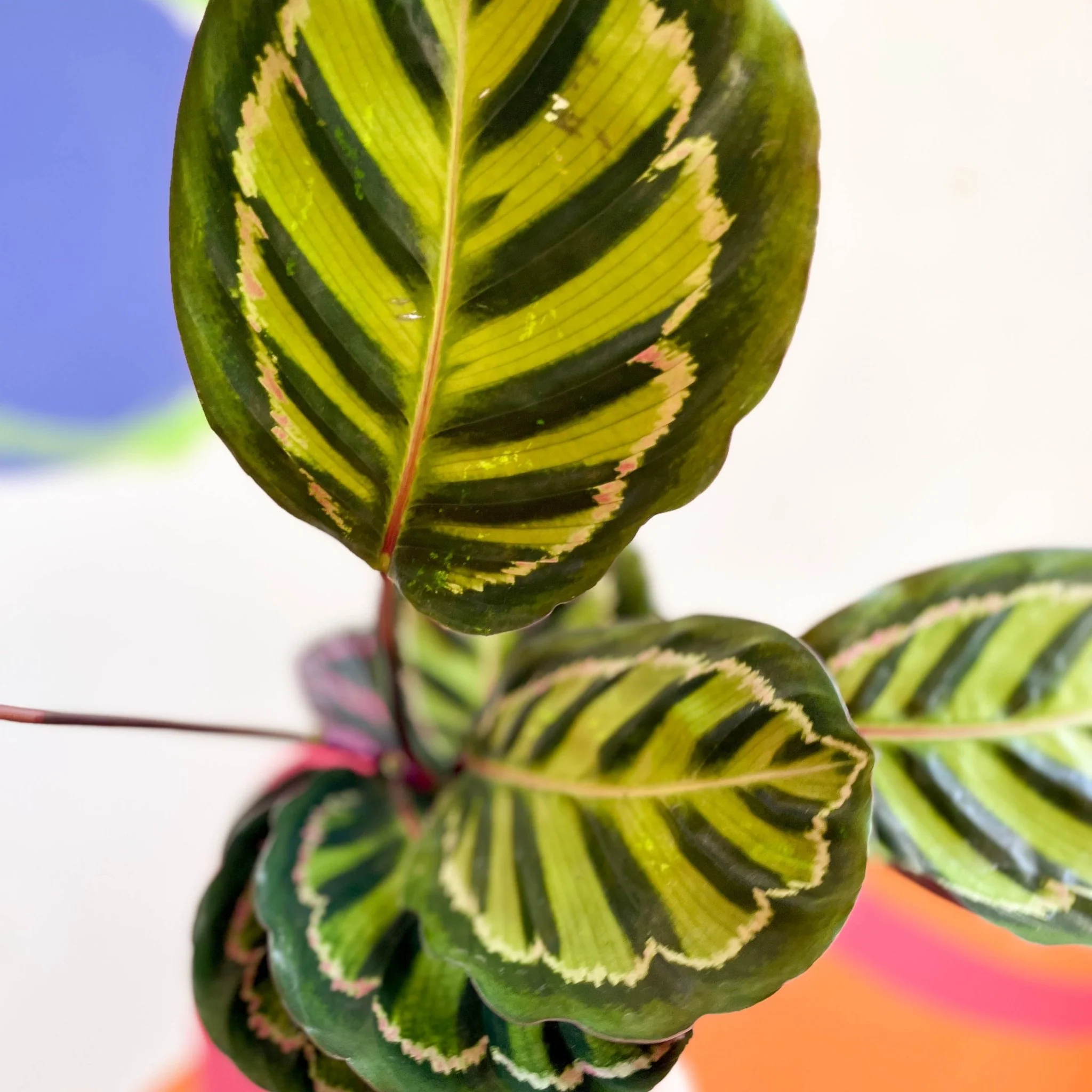 Calathea roseopicta 'Cora' - Image 6