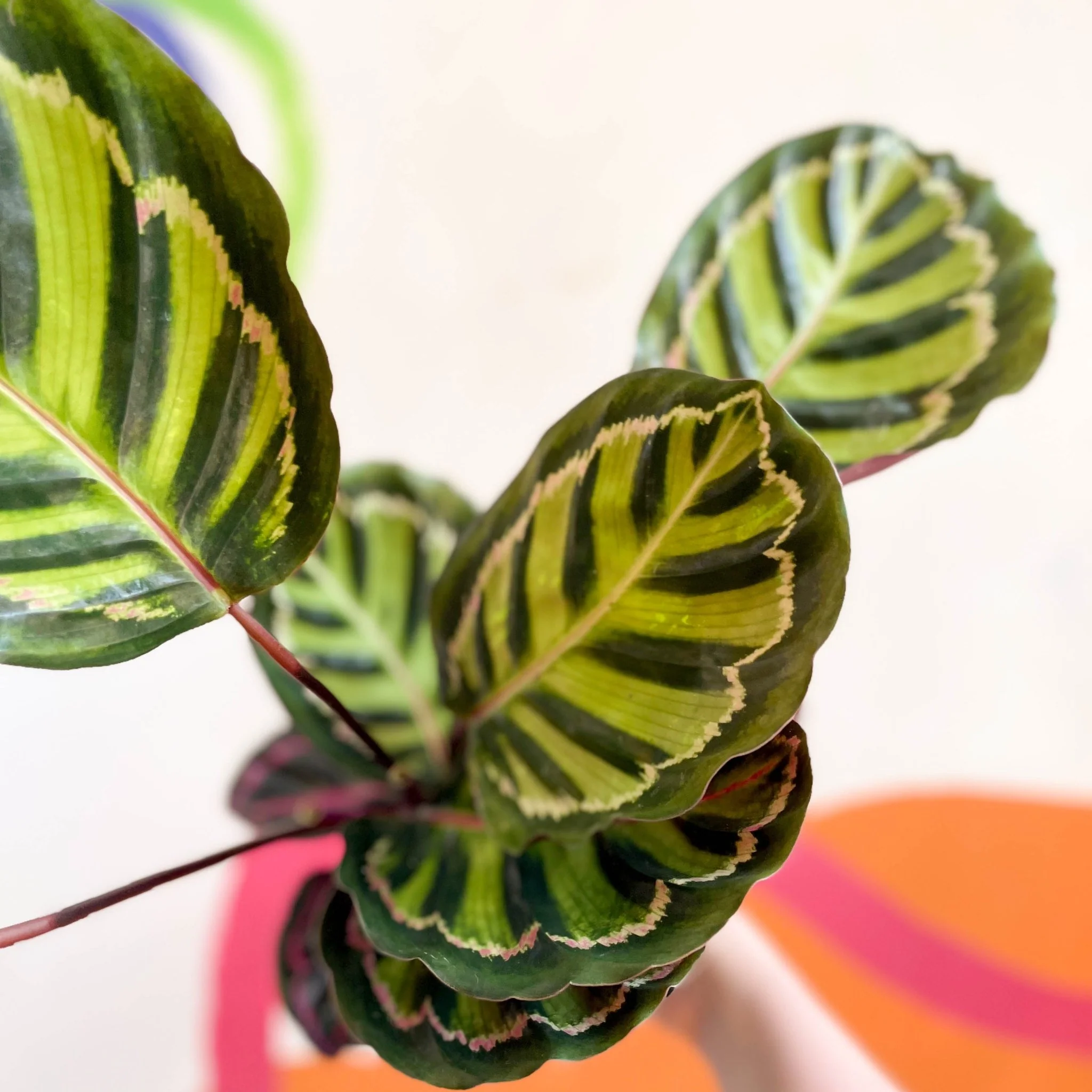 Calathea roseopicta 'Cora' - Image 7