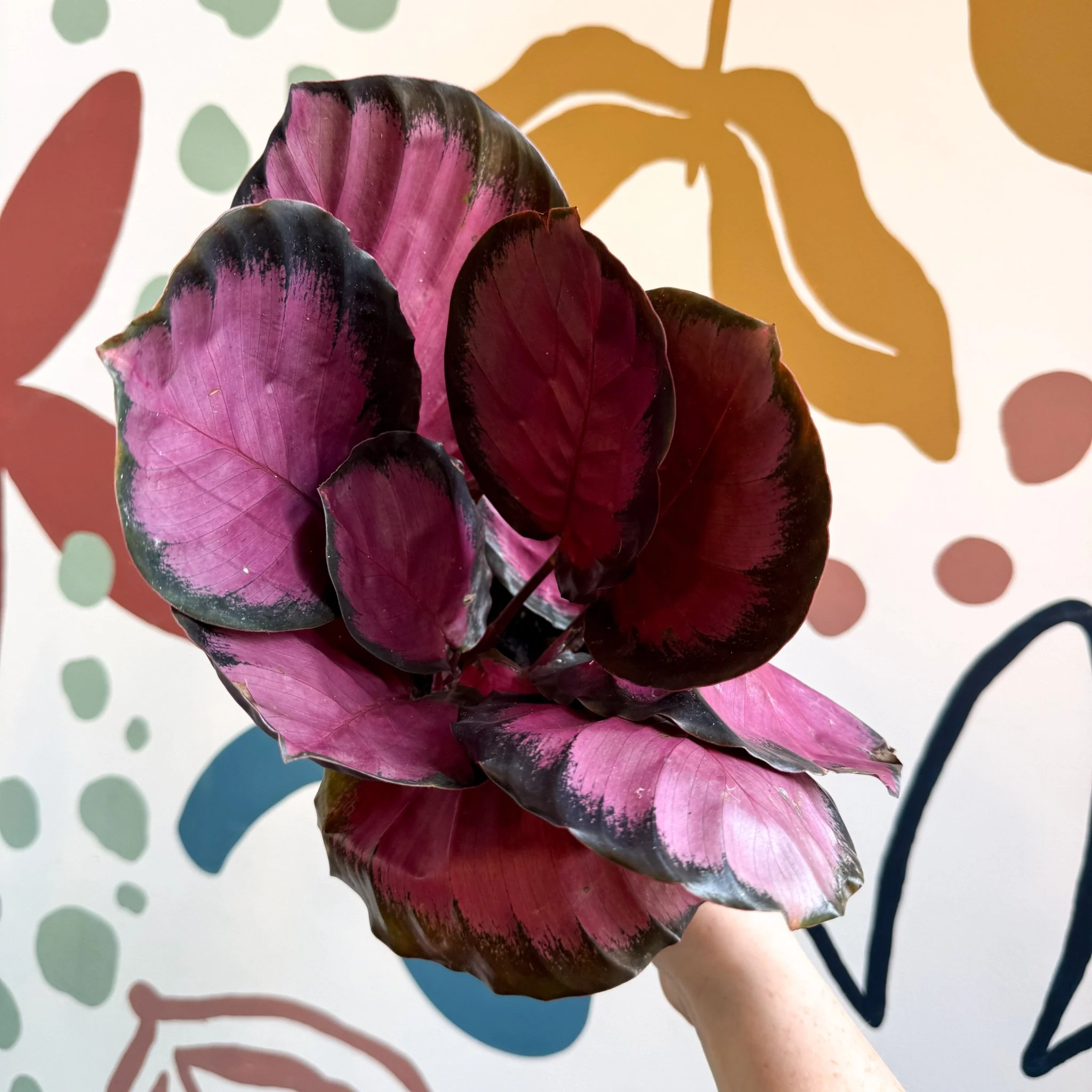 Calathea roseopicta 'Crimson' - Image 2