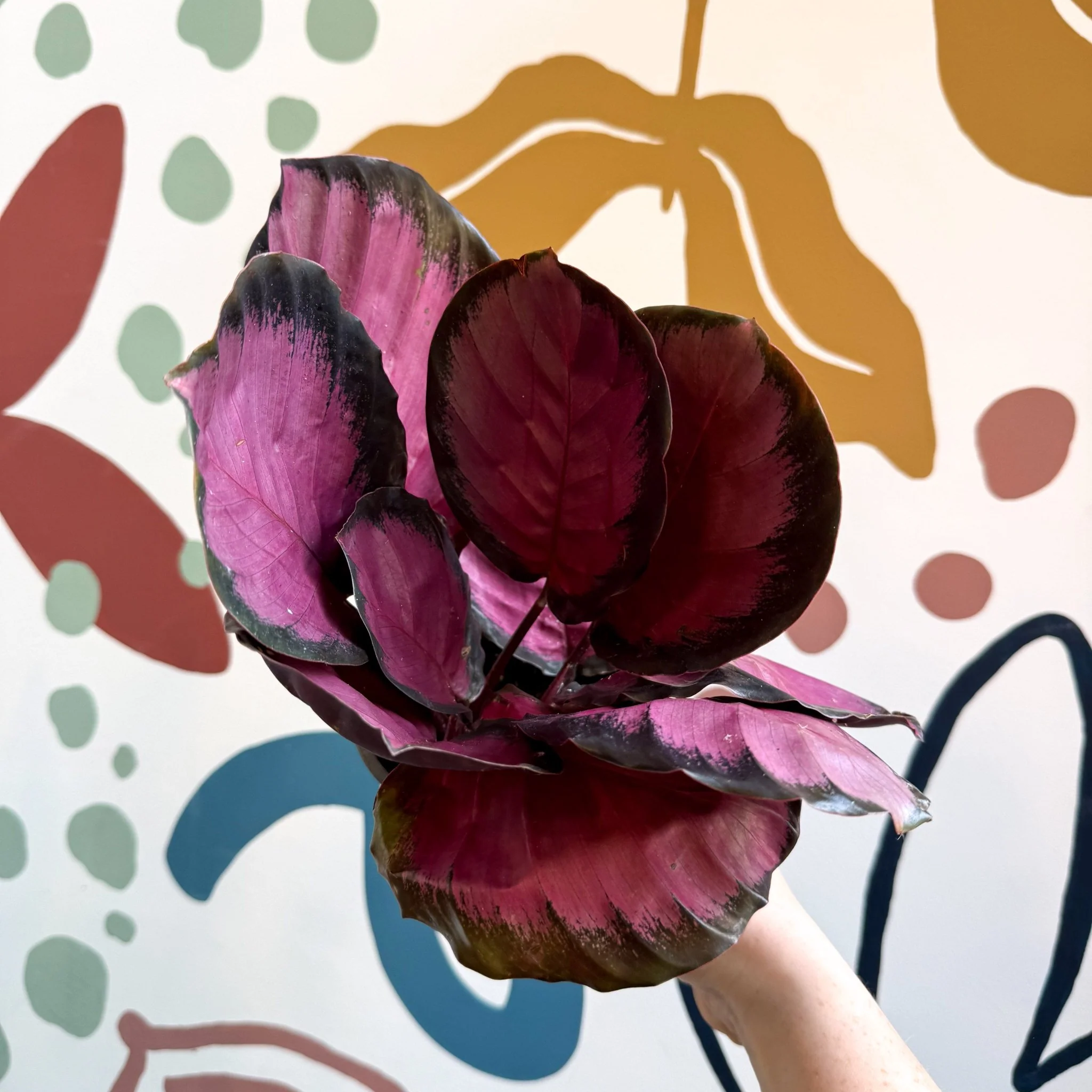 Calathea roseopicta 'Crimson' - Image 3