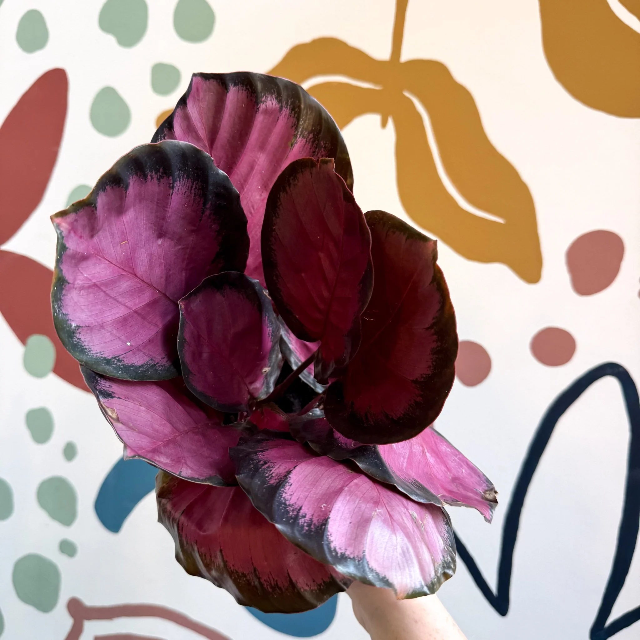Calathea roseopicta 'Crimson' - Image 4