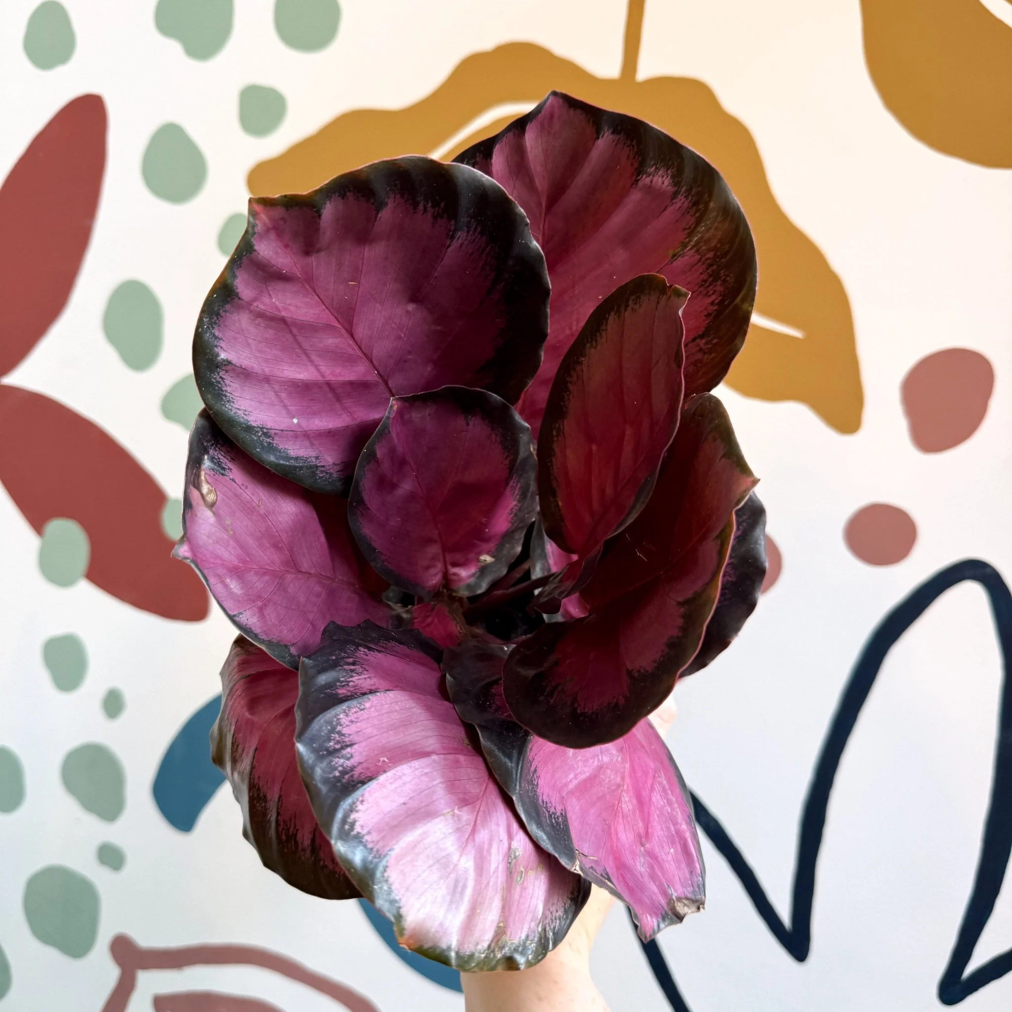 Calathea roseopicta 'Crimson' - Image 5