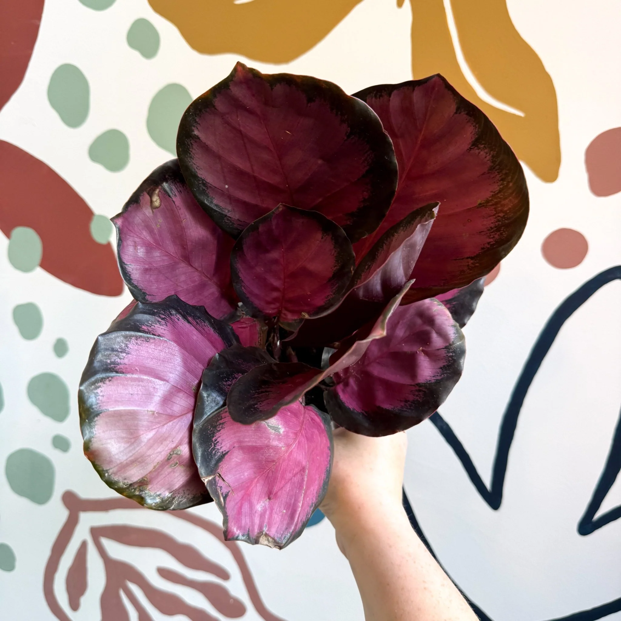Calathea roseopicta 'Crimson' - Image 6