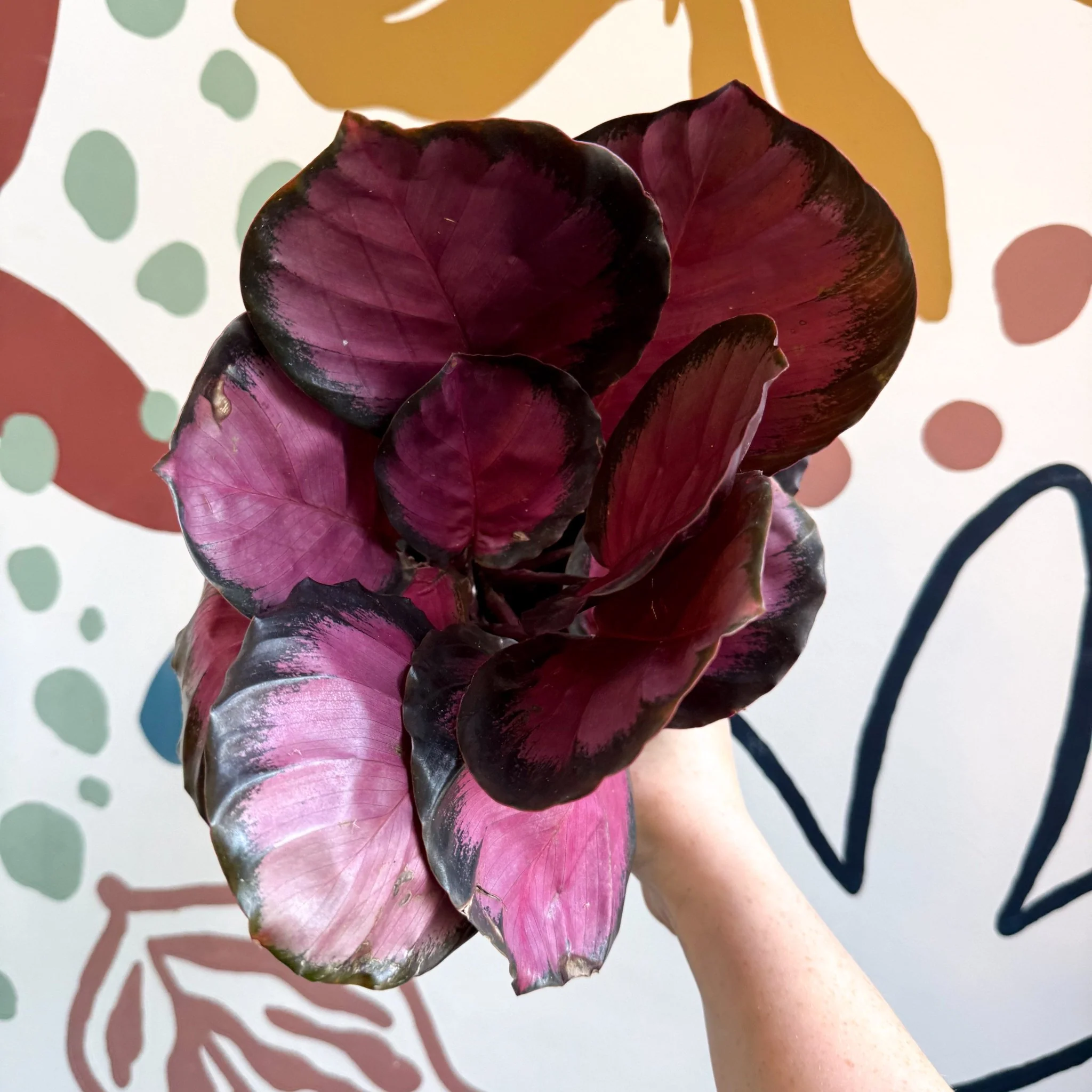 Calathea roseopicta 'Crimson' - Image 7