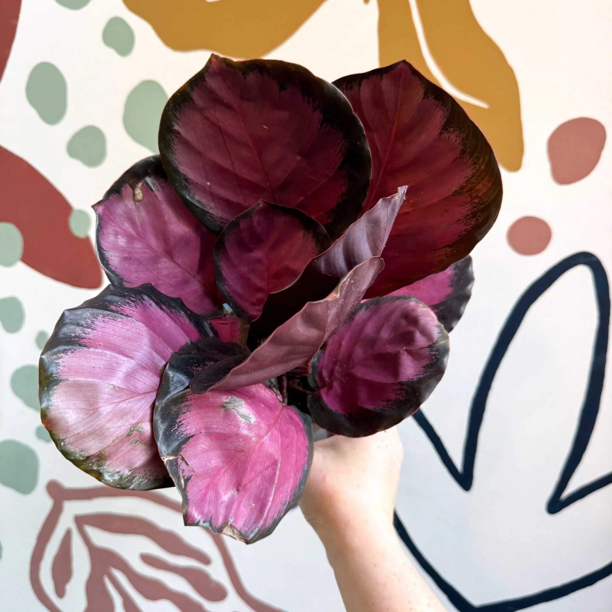 Calathea roseopicta 'Crimson' - Image 8