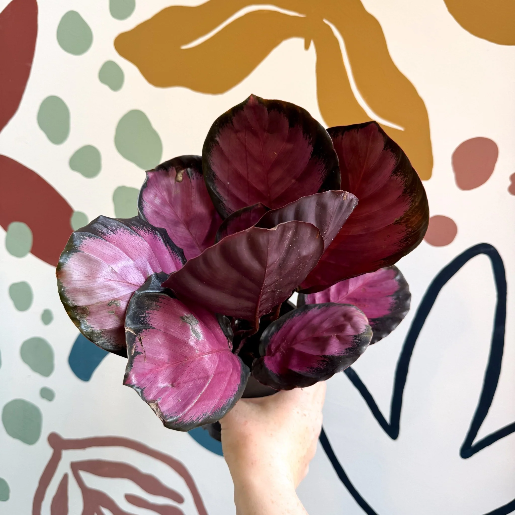 Calathea roseopicta 'Crimson' - Image 9
