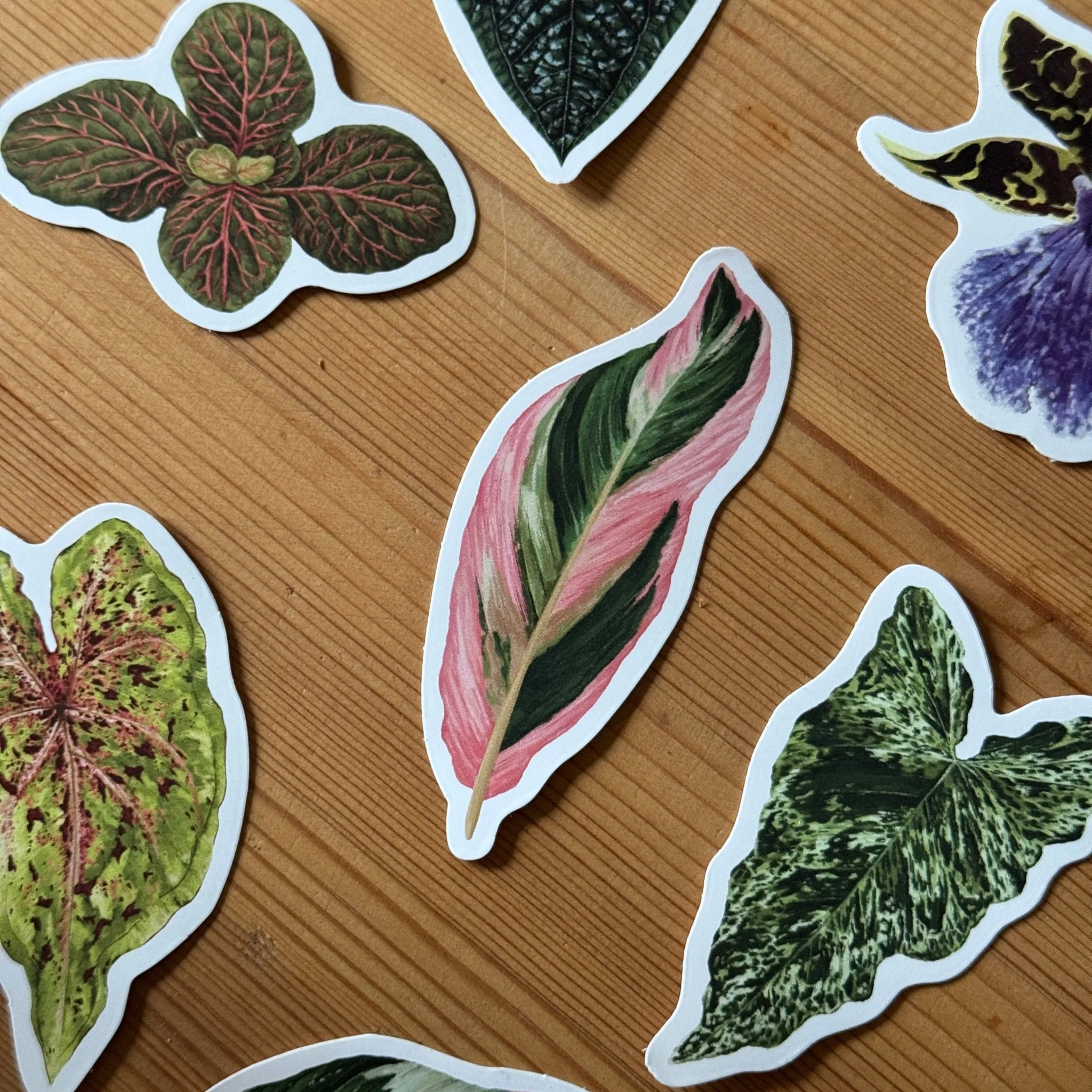 Calathea ‘Triostar’ Tropical Houseplant Vinyl Sticker [Beneath the Canopy RHS Collab] - Image 3