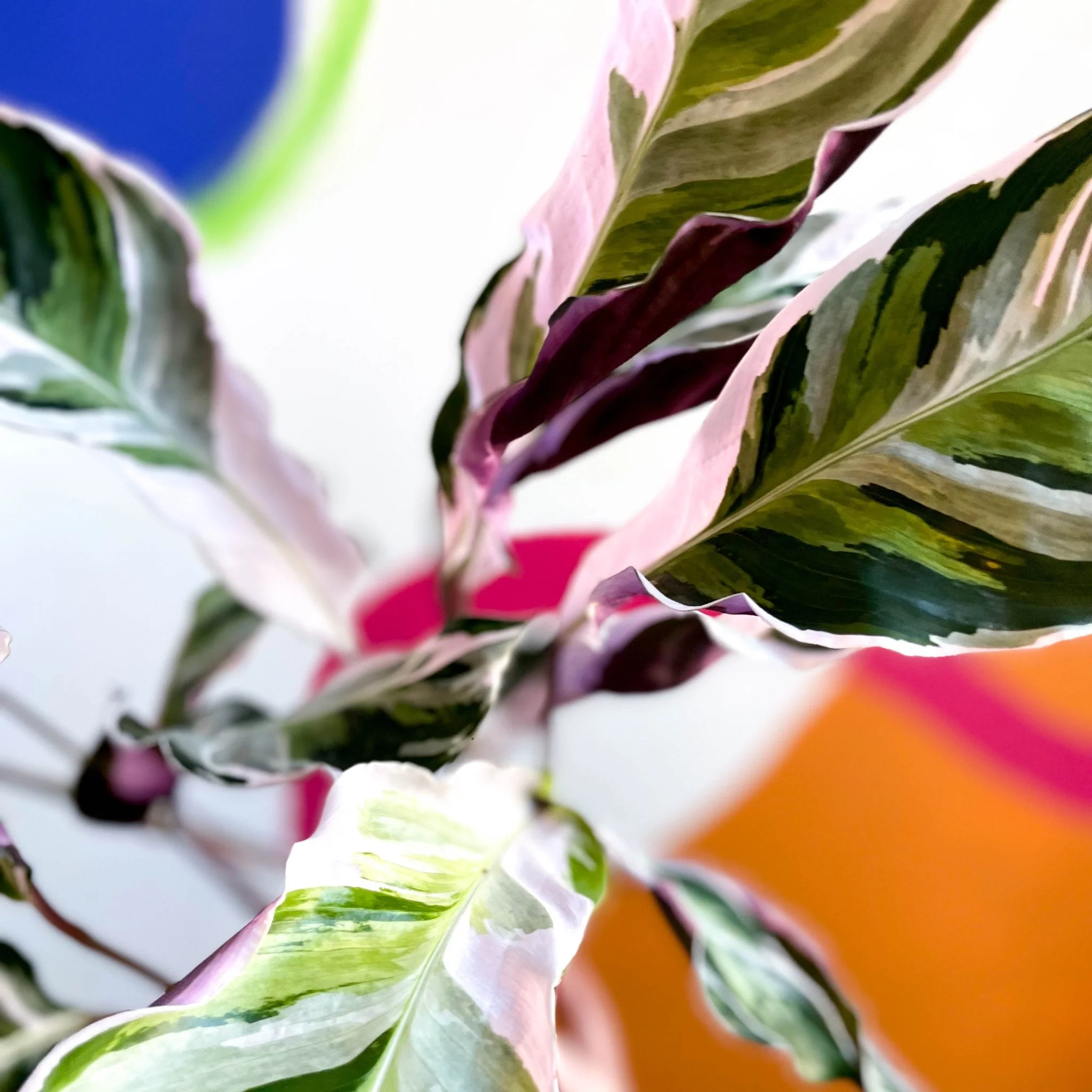 Calathea lietzei 'White Fusion' - Image 10