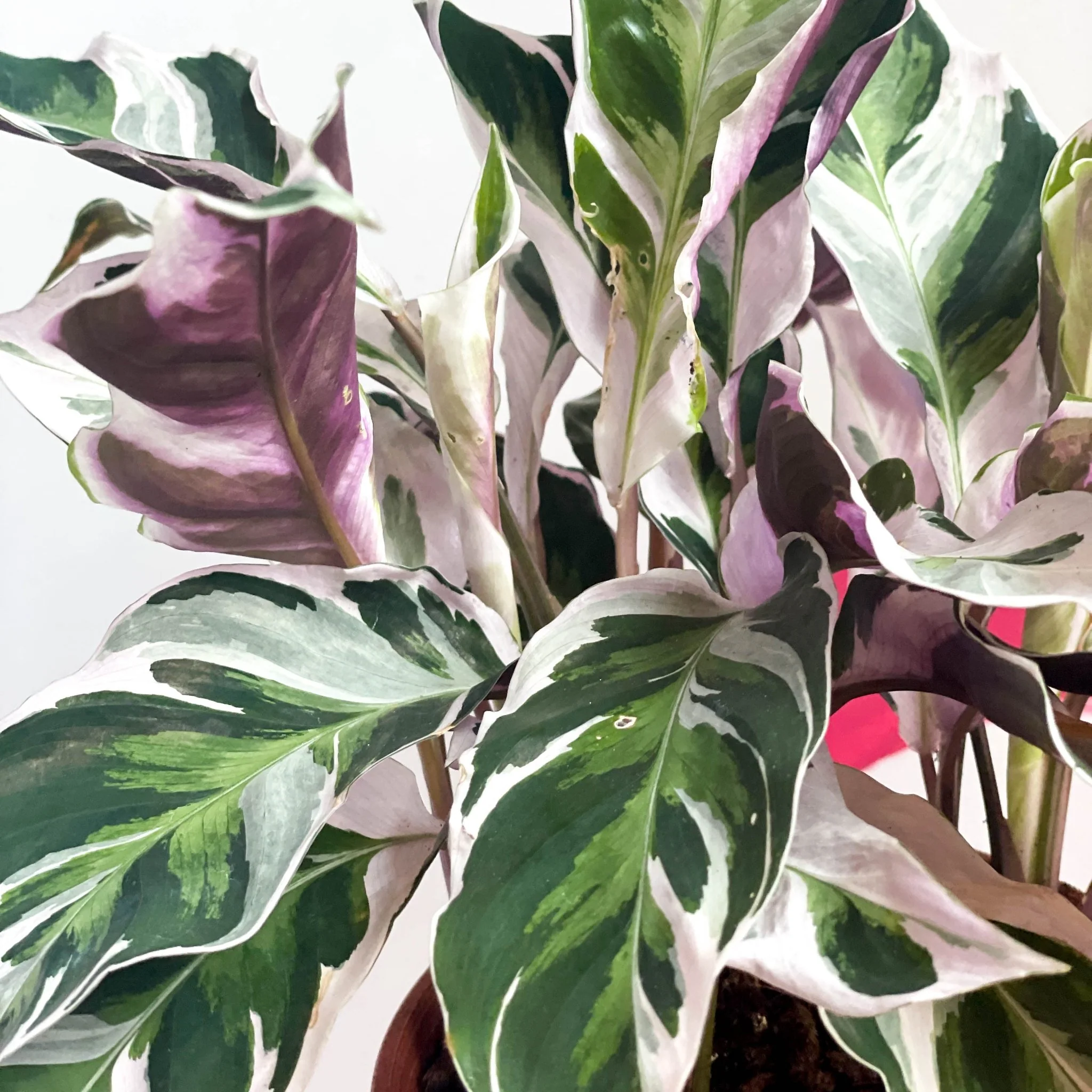 Calathea lietzei 'White Fusion' - Image 11