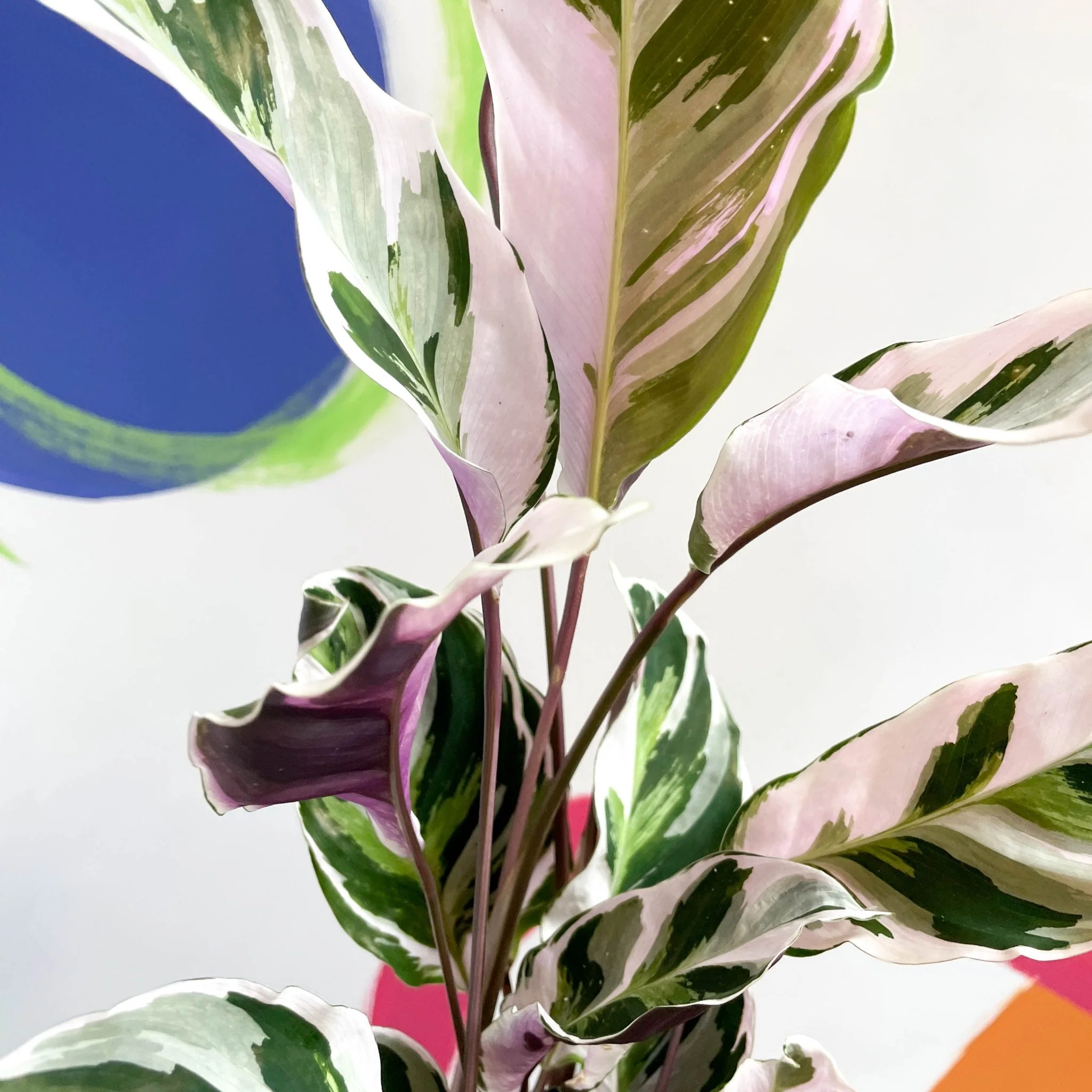 Calathea lietzei 'White Fusion' - Image 12