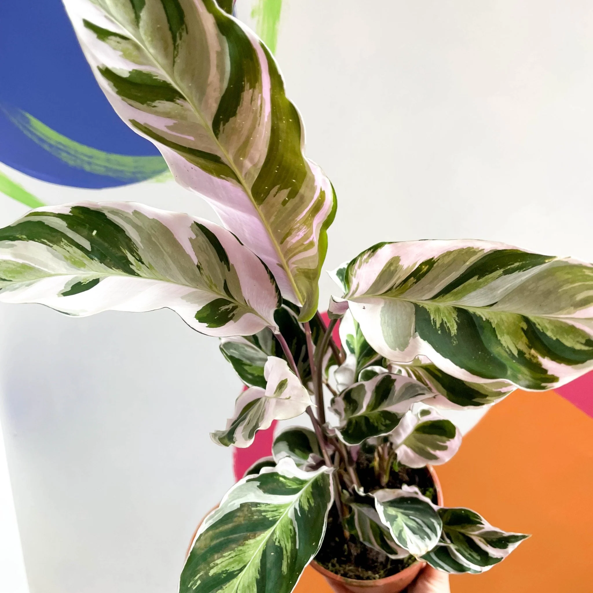 Calathea lietzei 'White Fusion' - Image 13