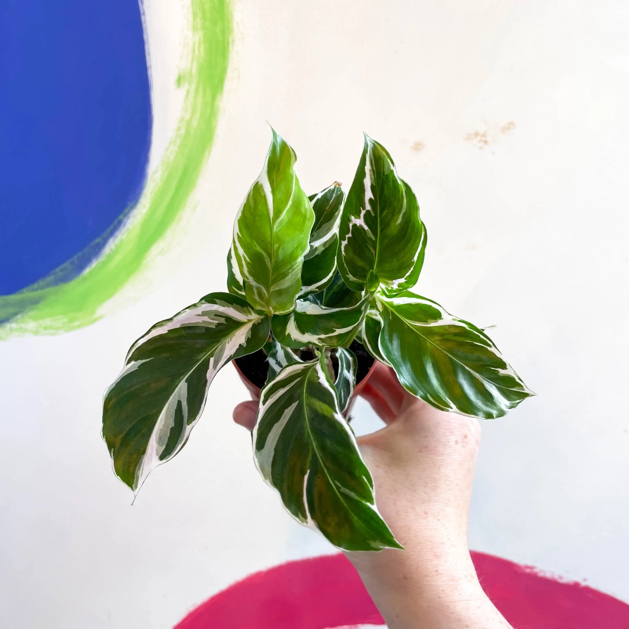 Calathea lietzei 'White Fusion' - Image 14