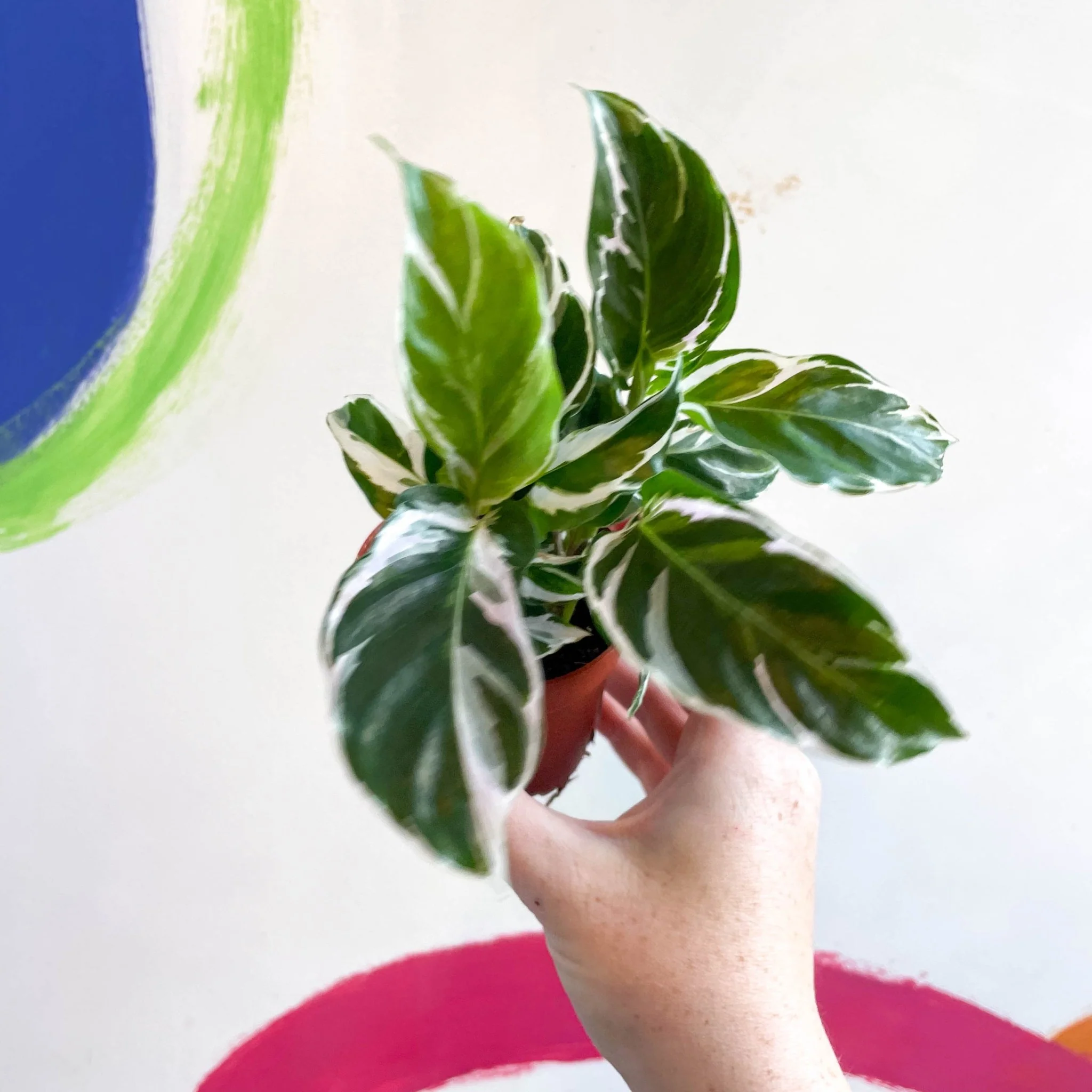 Calathea lietzei 'White Fusion' - Image 15