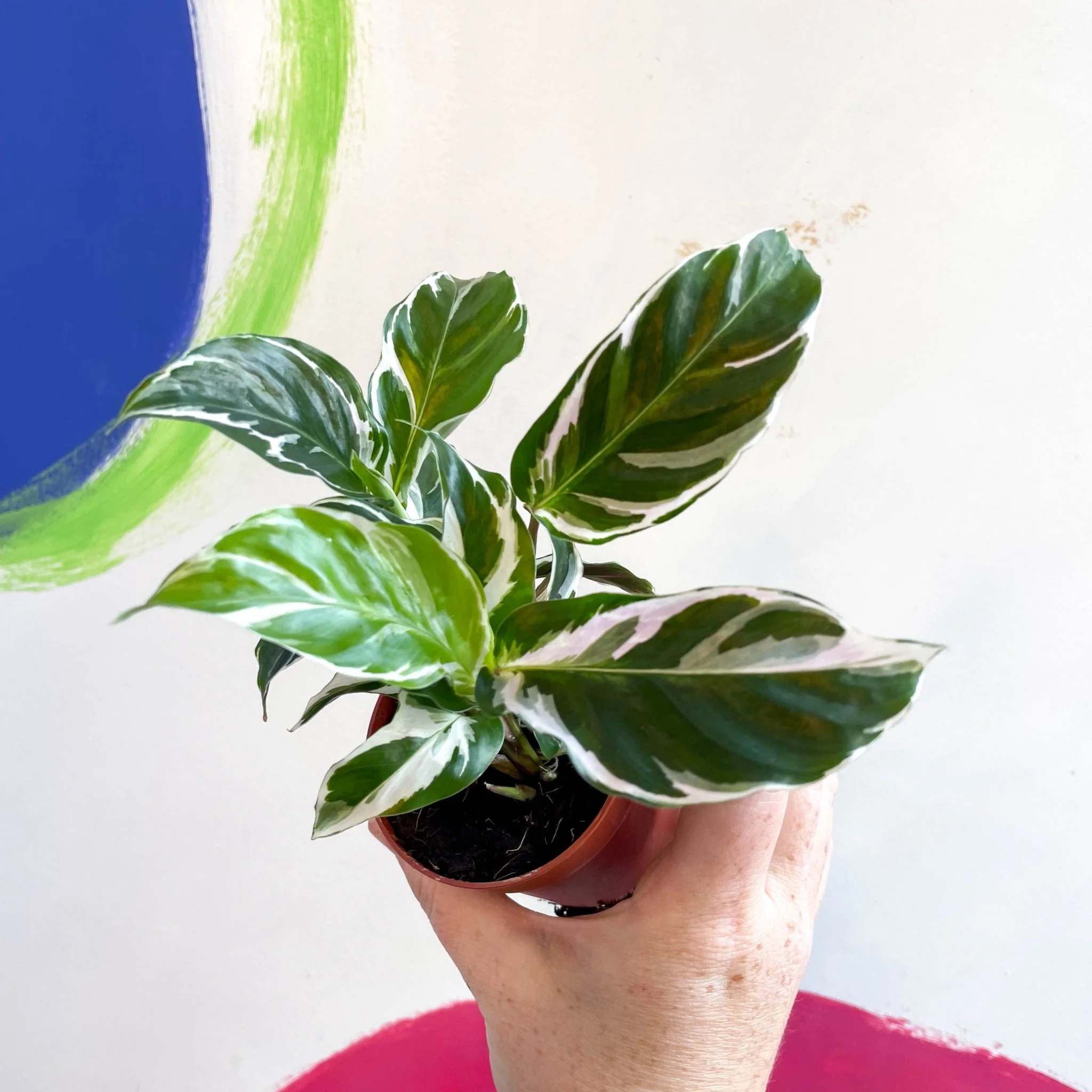 Calathea lietzei 'White Fusion' - Image 16