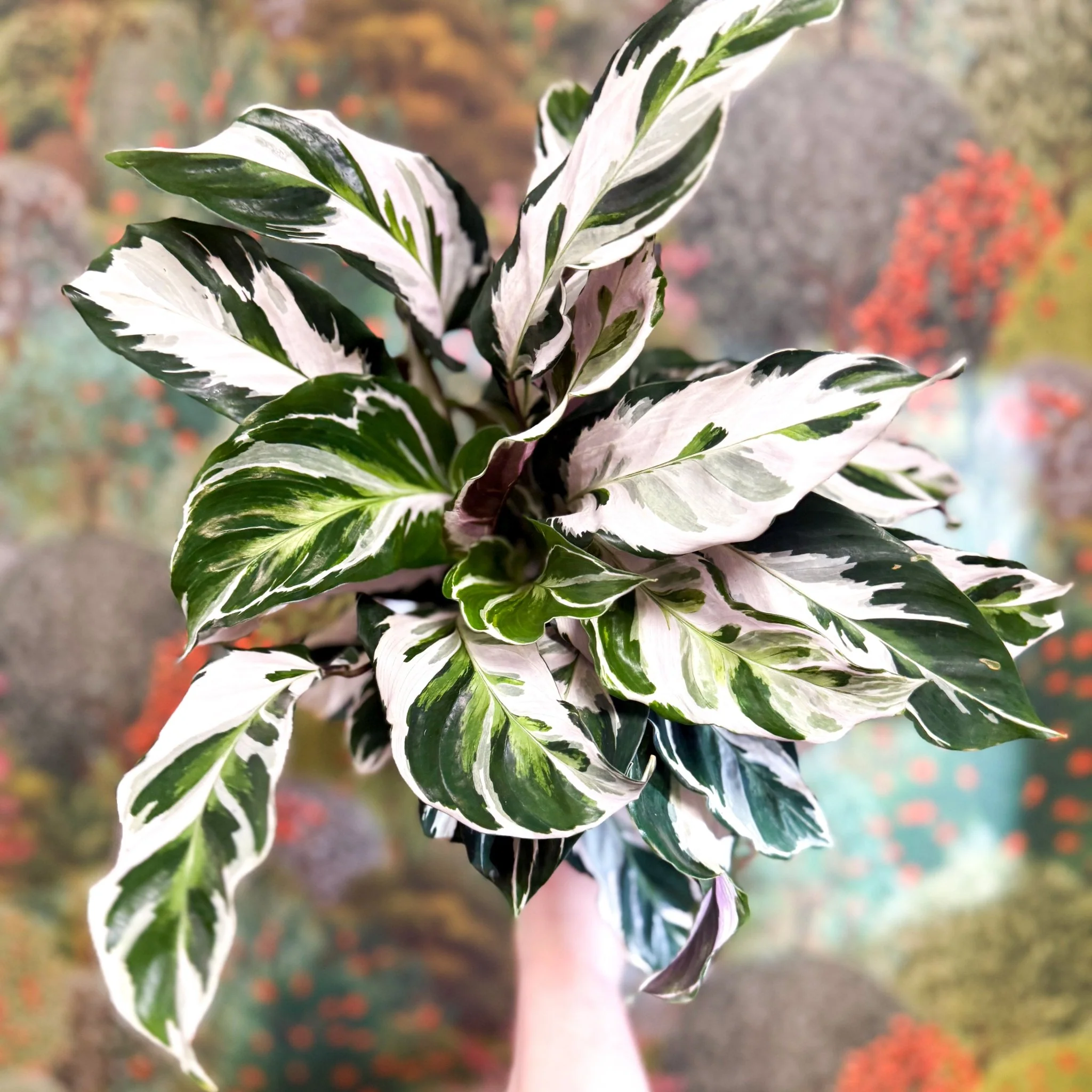 Calathea lietzei 'White Fusion' - Image 17