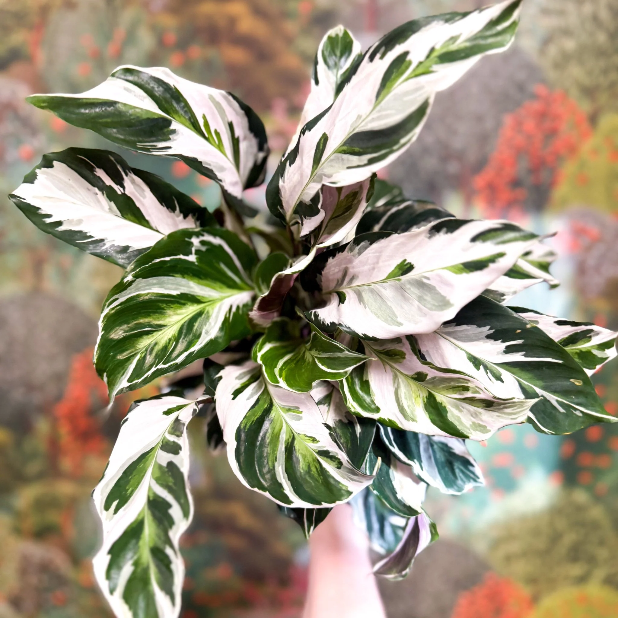 Calathea lietzei 'White Fusion' - Image 18