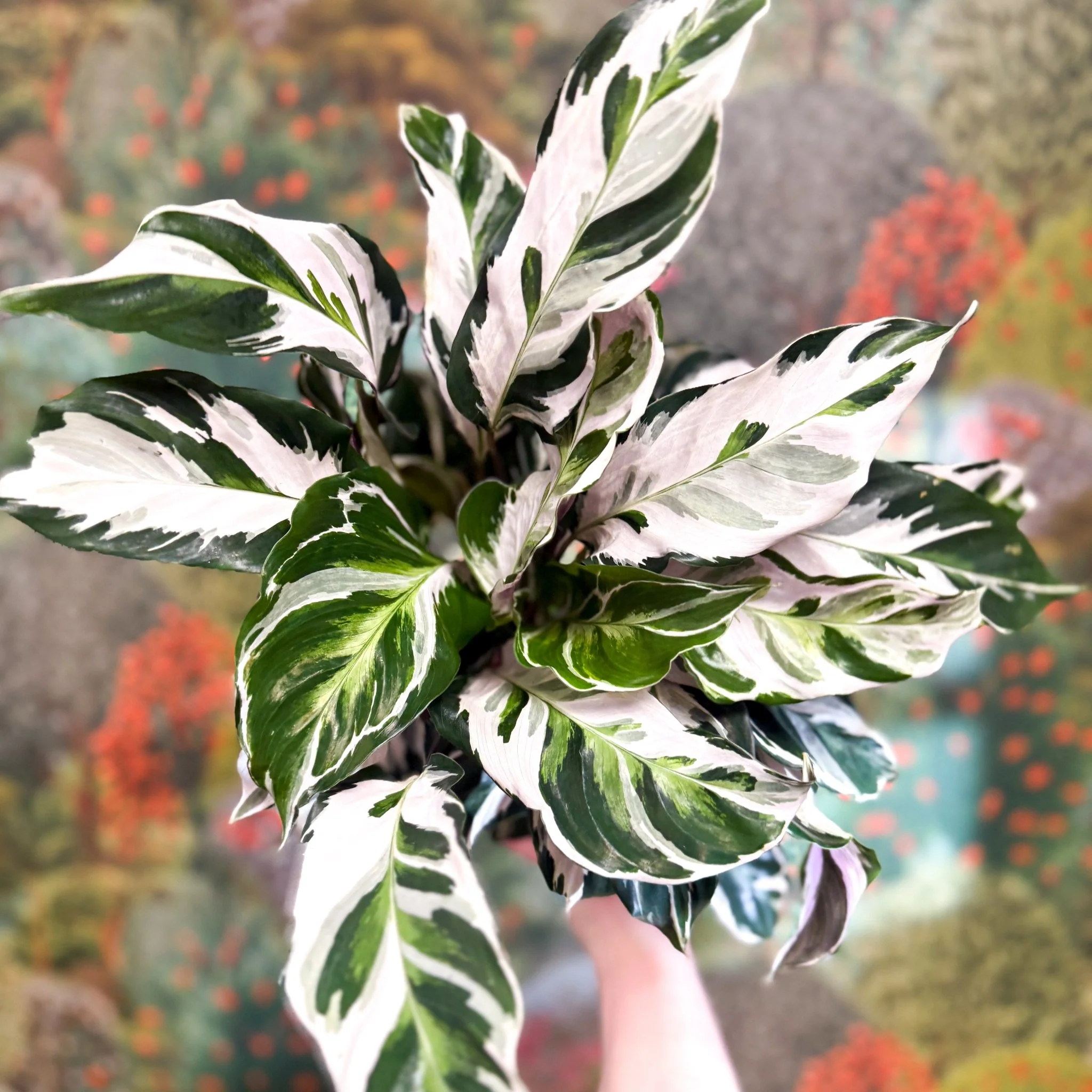 Calathea lietzei 'White Fusion' - Image 19