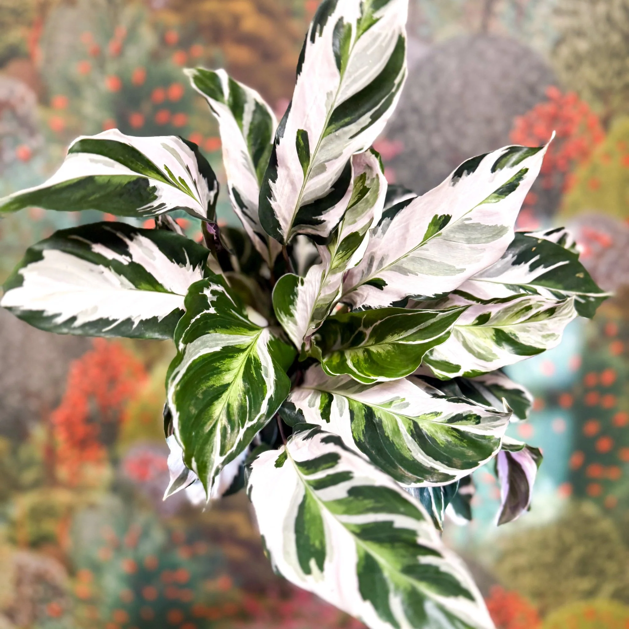 Calathea lietzei 'White Fusion' - Image 20