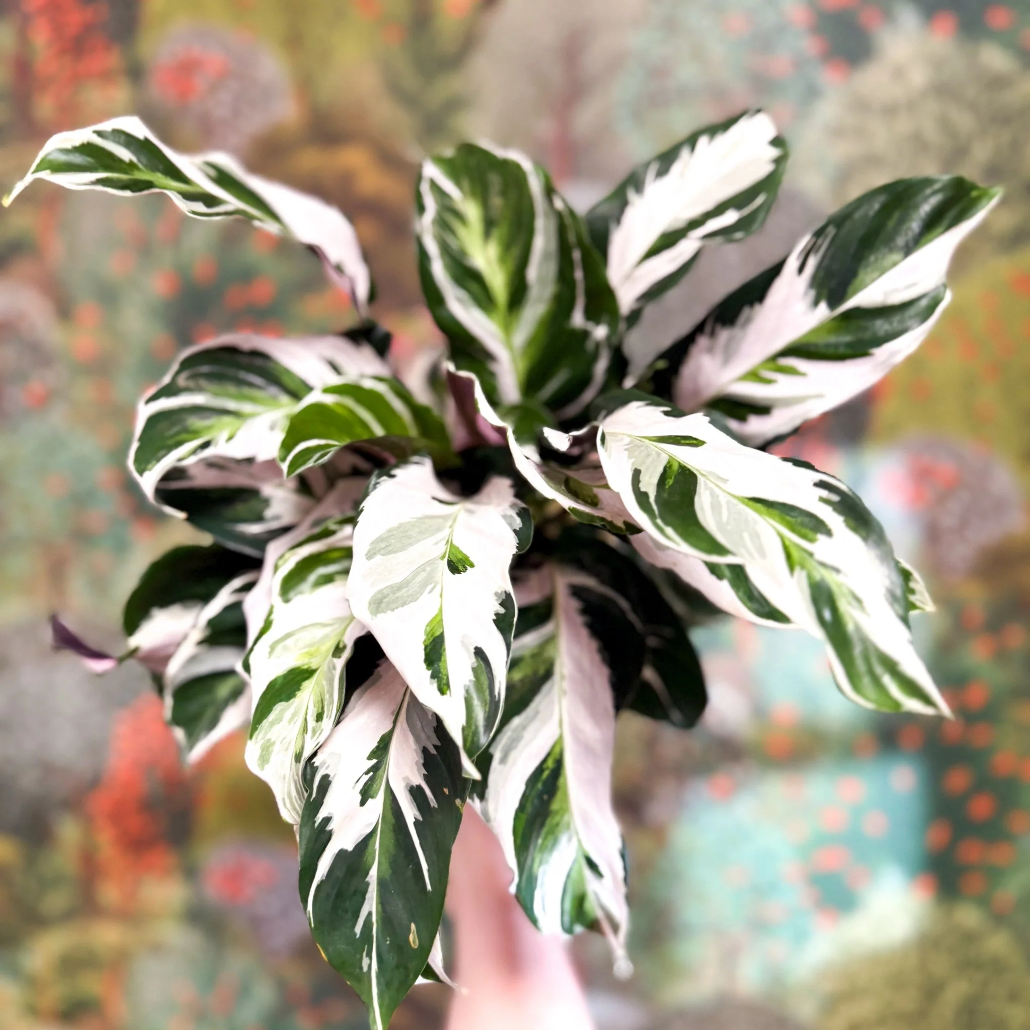 Calathea lietzei 'White Fusion' - Image 21