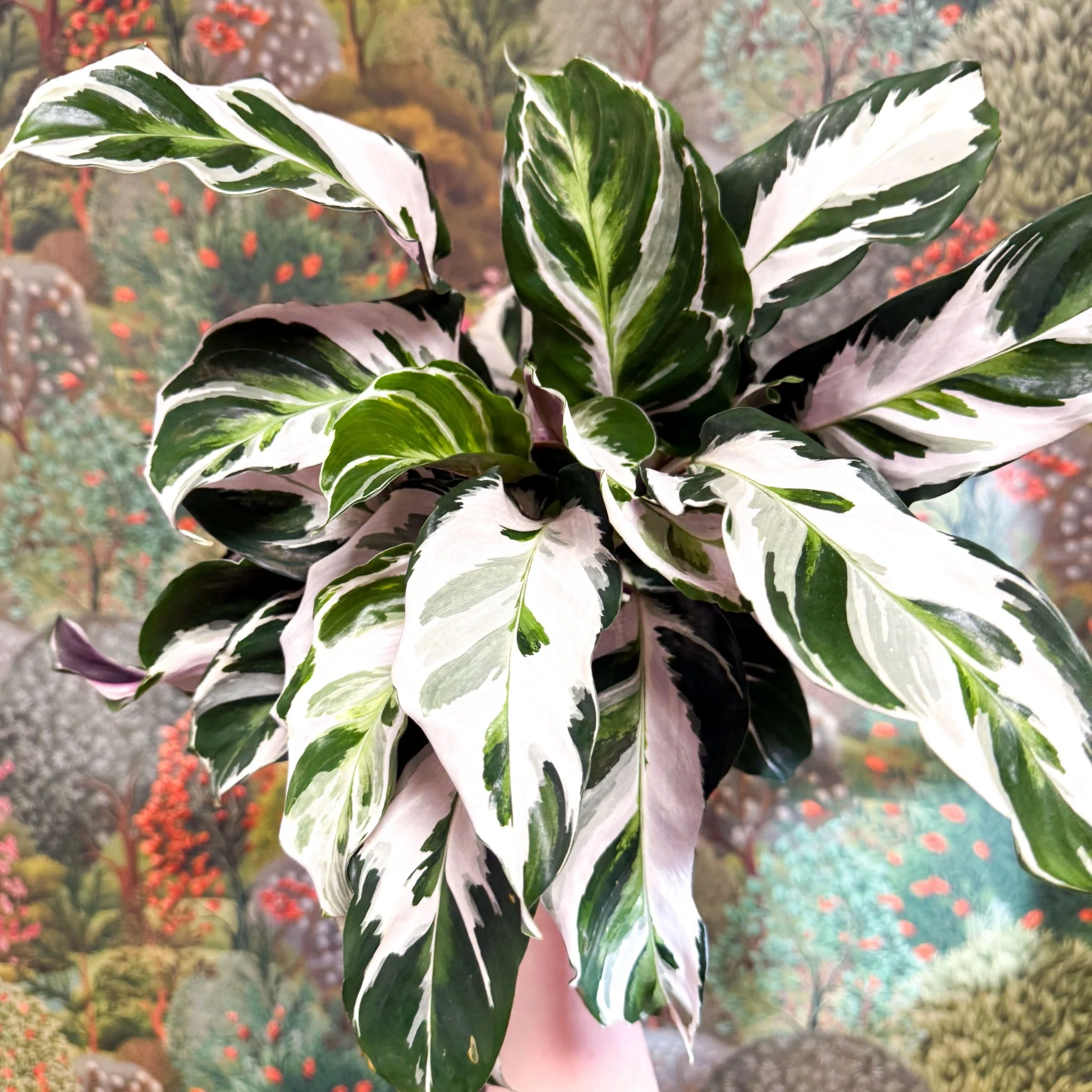 Calathea lietzei 'White Fusion' - Image 3