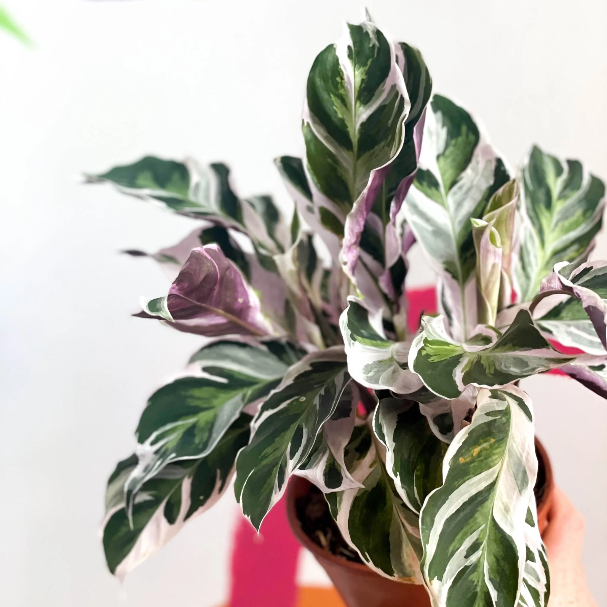 Calathea lietzei 'White Fusion' - Image 4