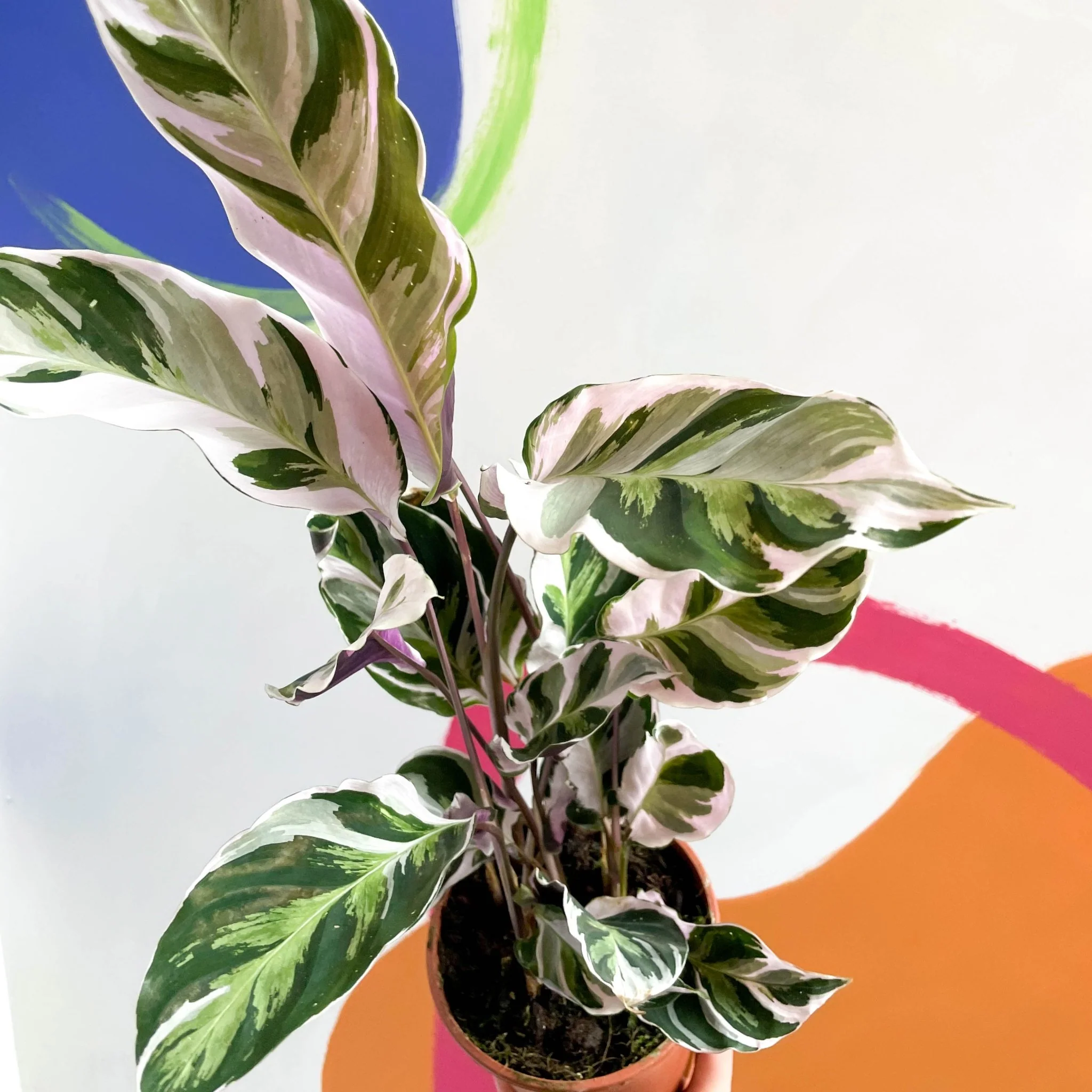 Calathea lietzei 'White Fusion' - Image 5