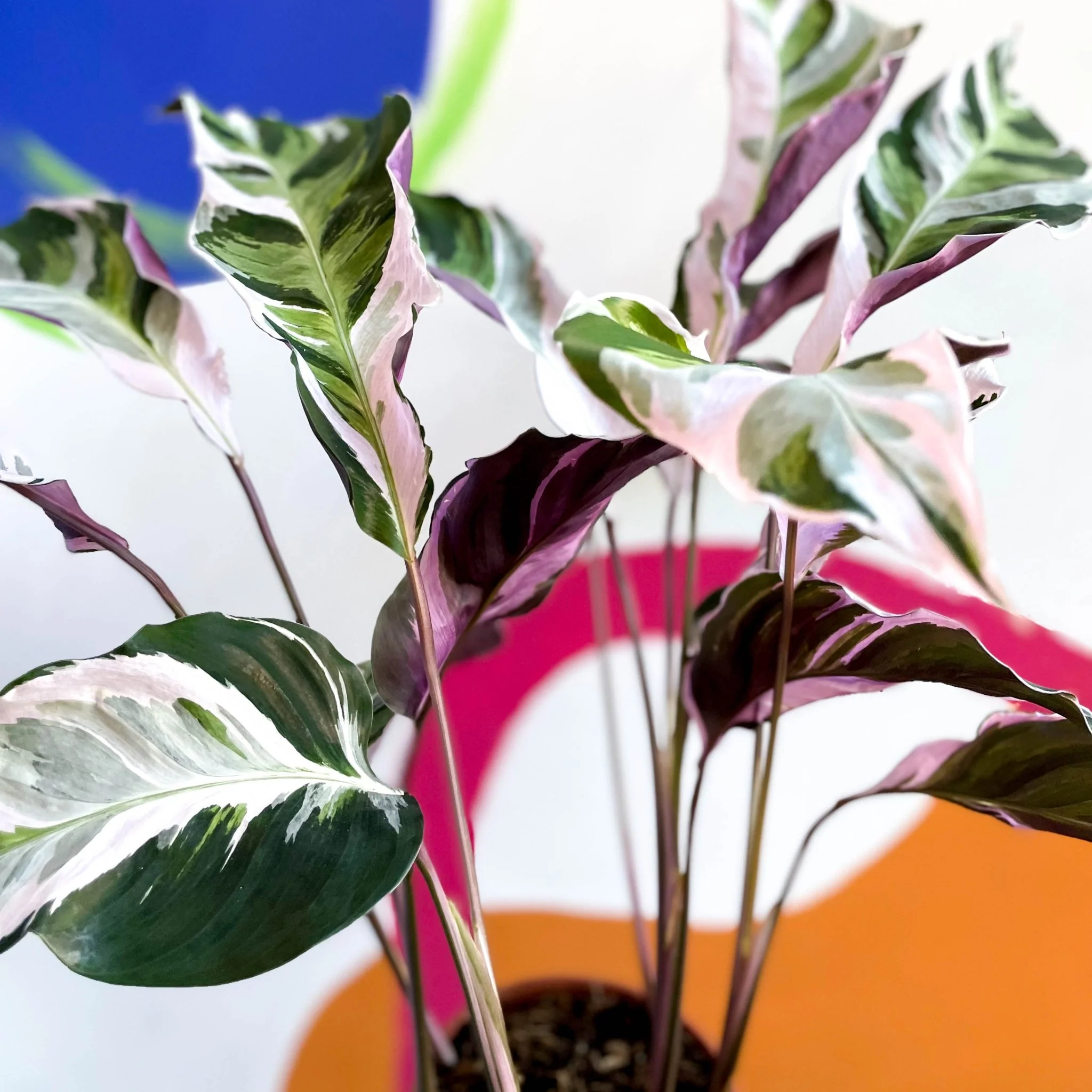 Calathea lietzei 'White Fusion' - Image 6