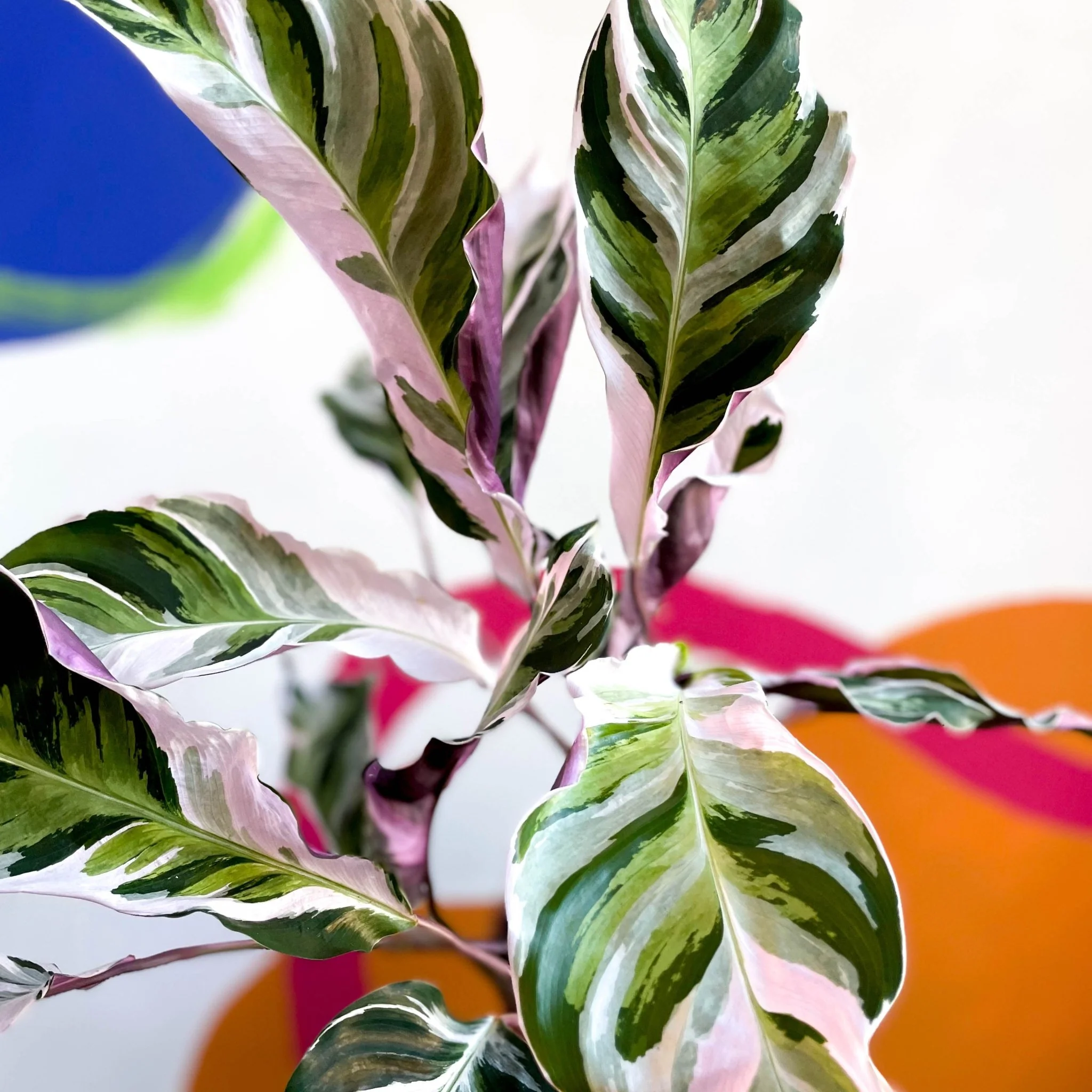 Calathea lietzei 'White Fusion' - Image 7