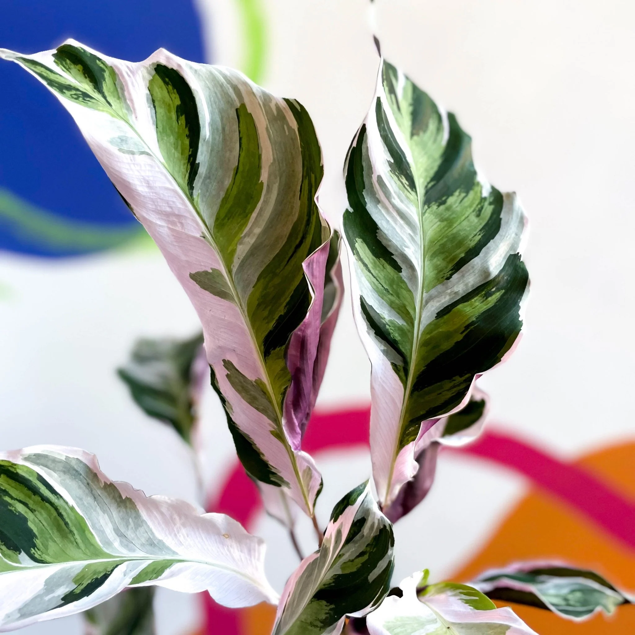 Calathea lietzei 'White Fusion' - Image 9