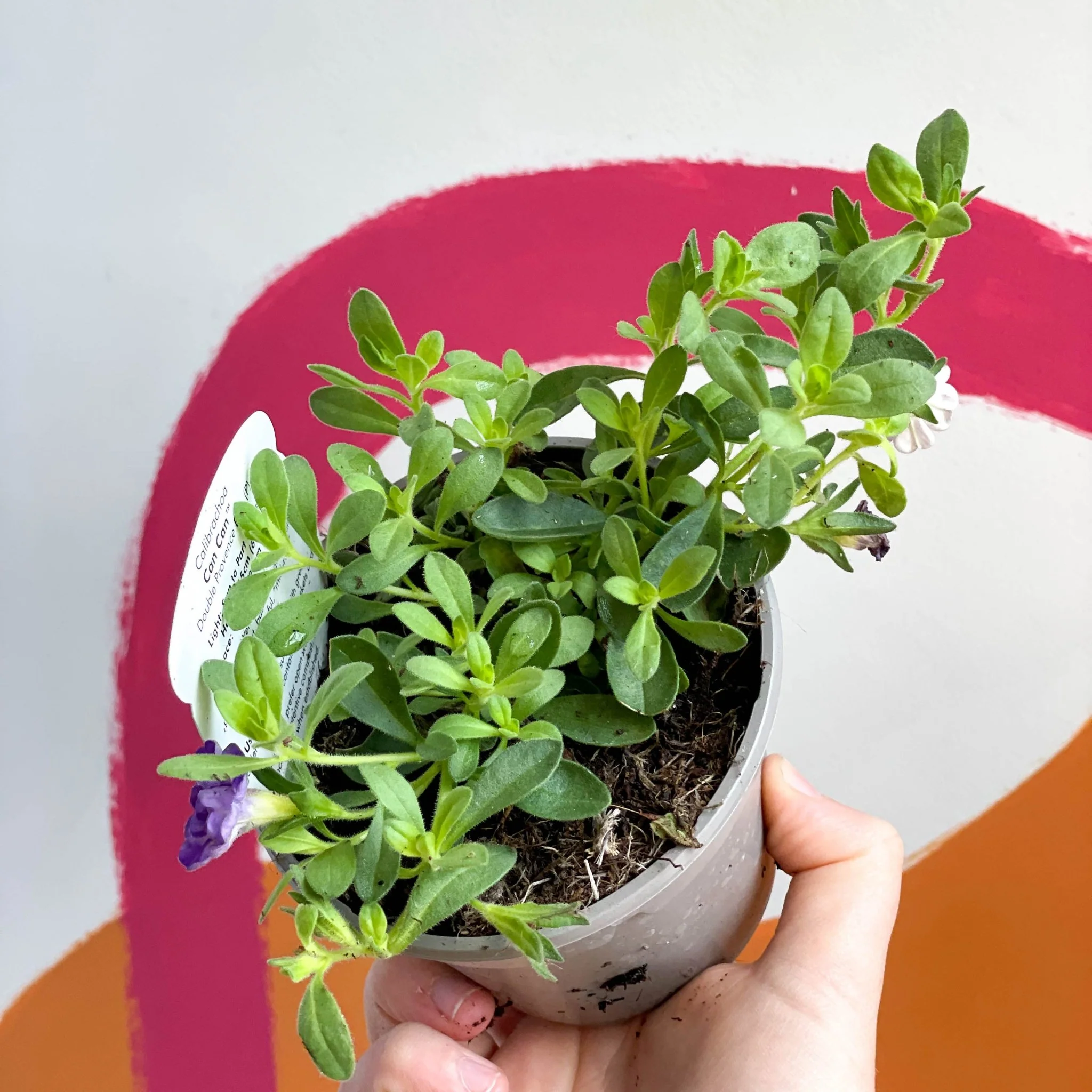 Calibrachoa 'Can Can Double Provence Blue' - UK Grown