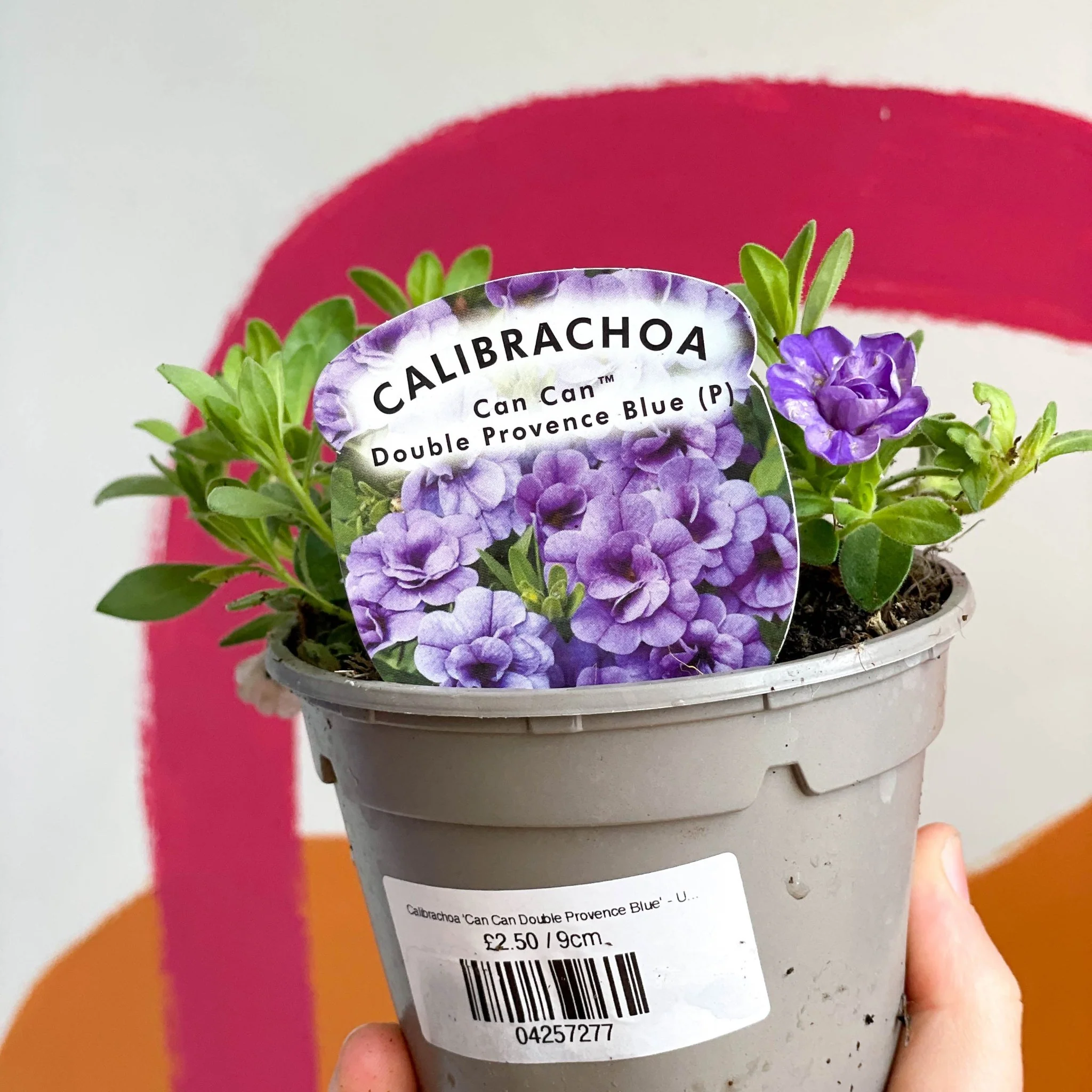 Calibrachoa 'Can Can Double Provence Blue' - UK Grown - Image 2