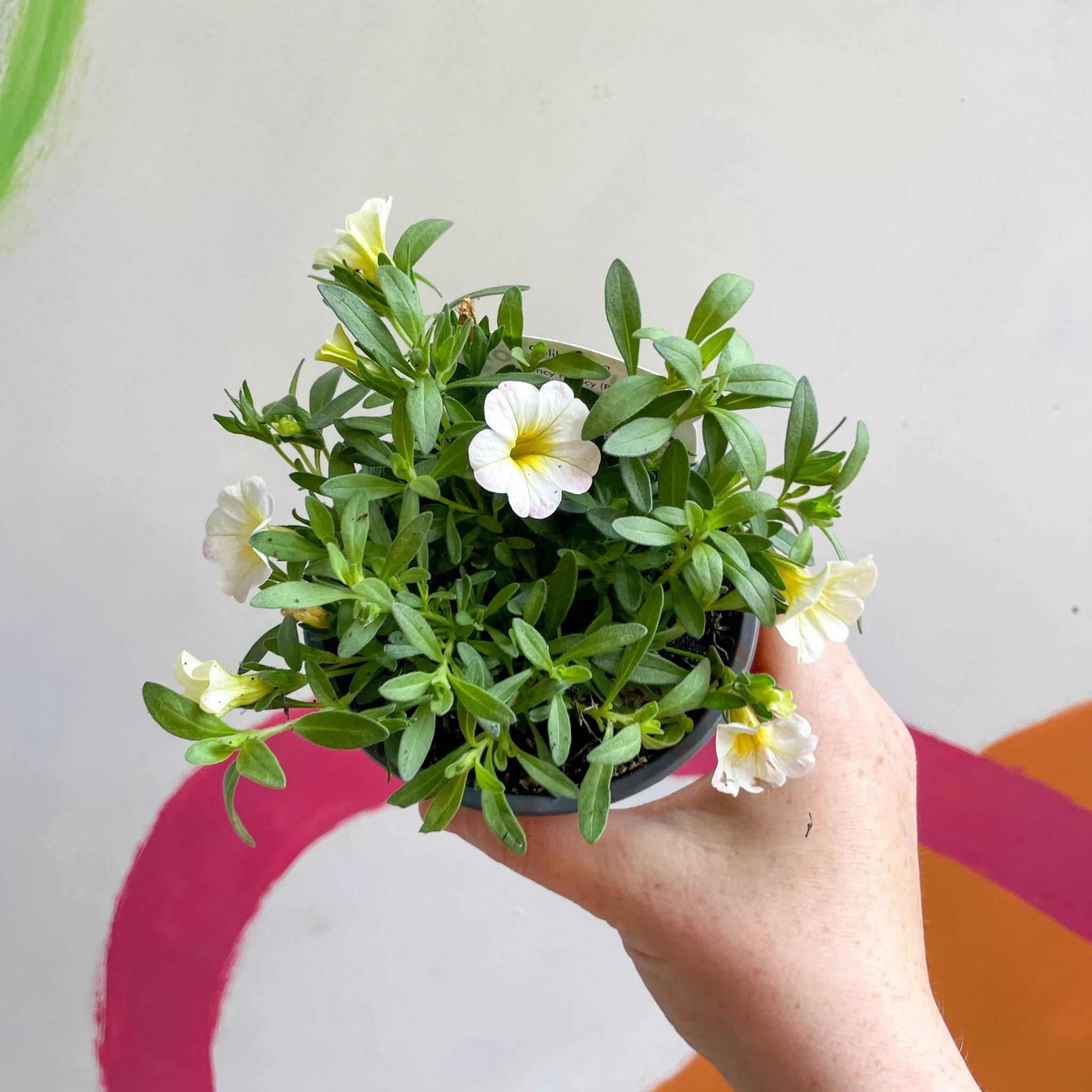 Calibrachoa 'Can Can Facy Francy' - British Grown