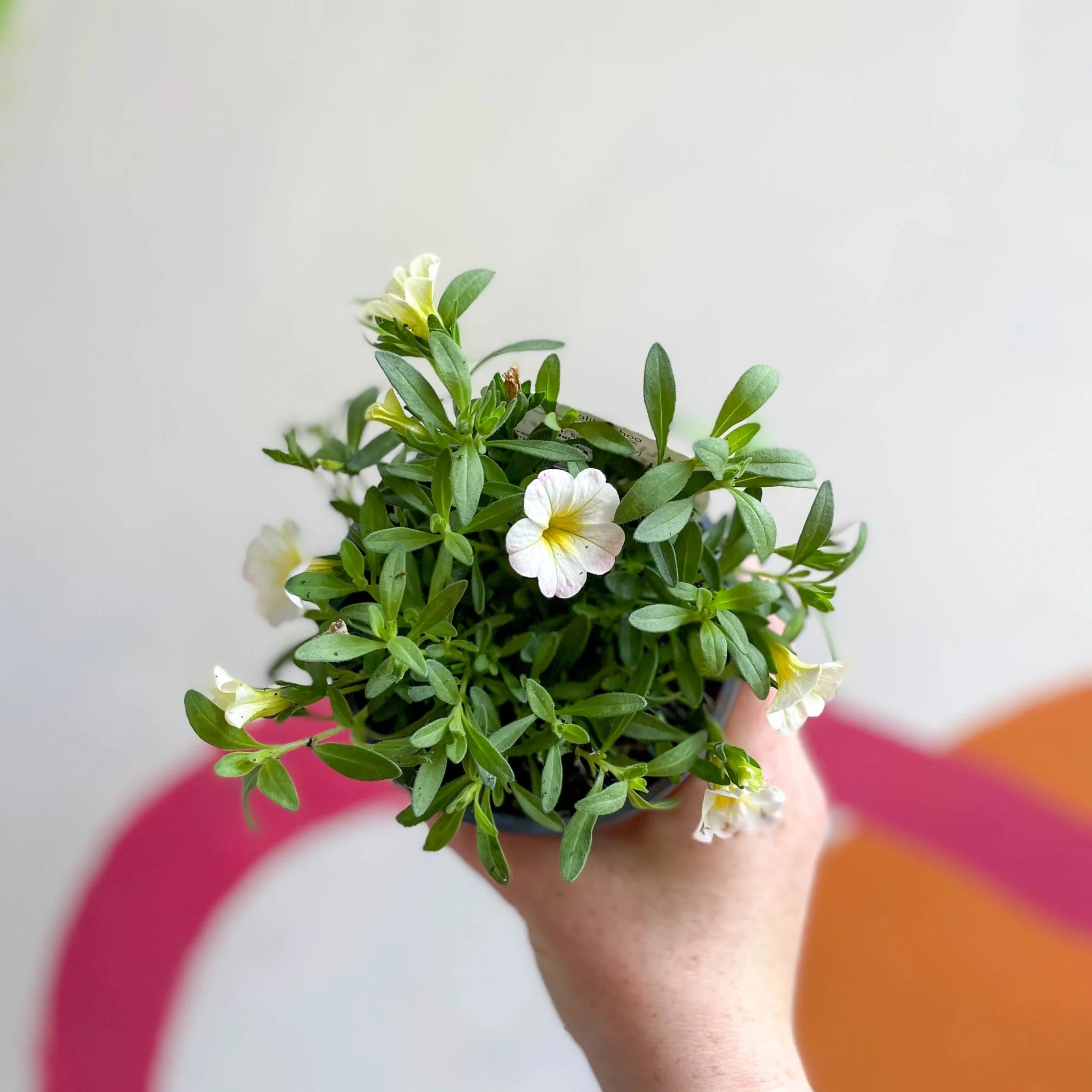 Calibrachoa 'Can Can Facy Francy' - British Grown - Image 2