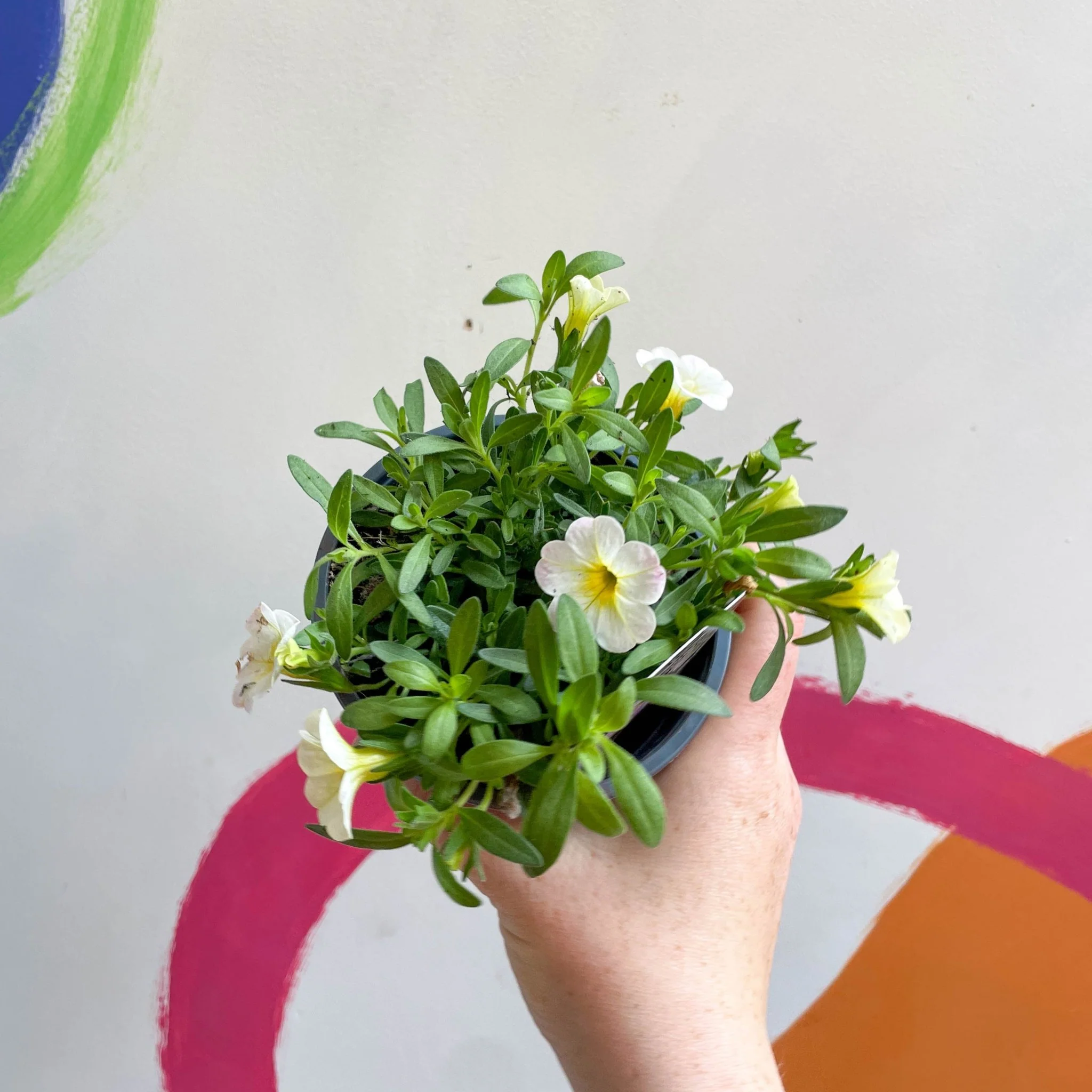 Calibrachoa 'Can Can Facy Francy' - British Grown - Image 3