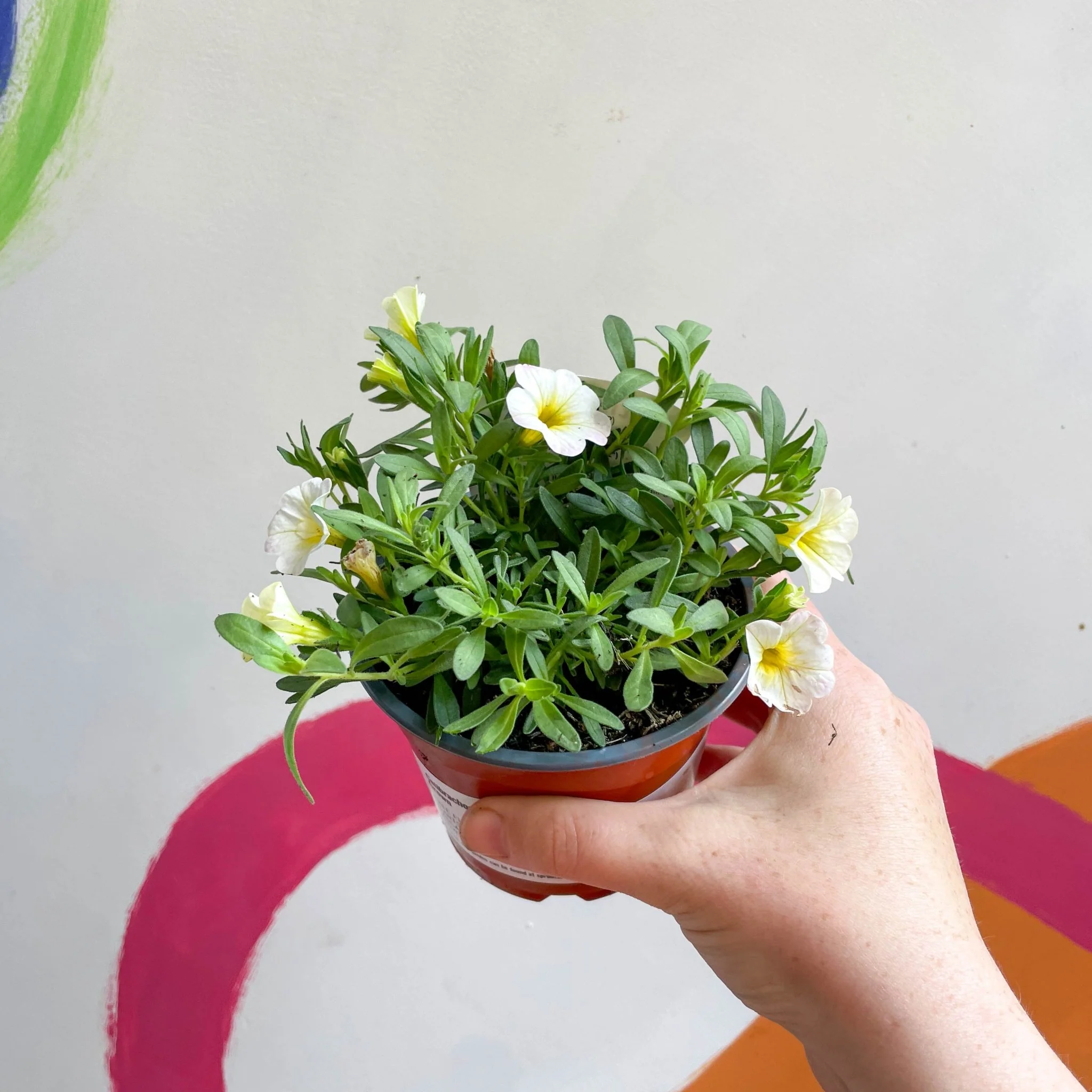 Calibrachoa 'Can Can Facy Francy' - British Grown - Image 4