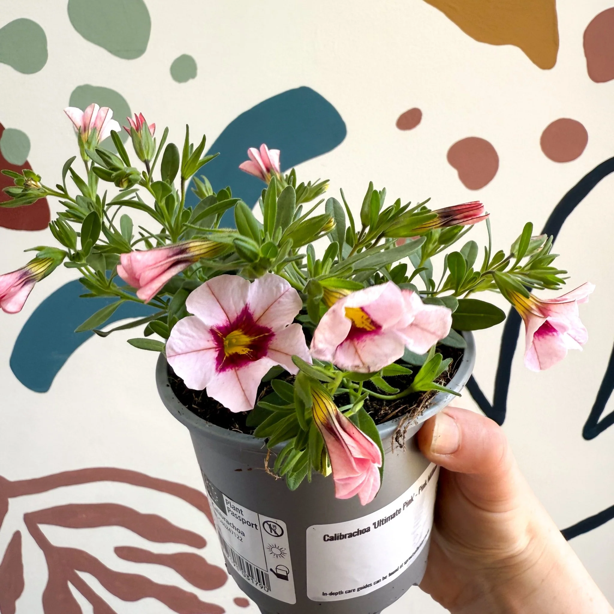 Calibrachoa 'Ultimate Pink' - Pink Million Bells - Image 10